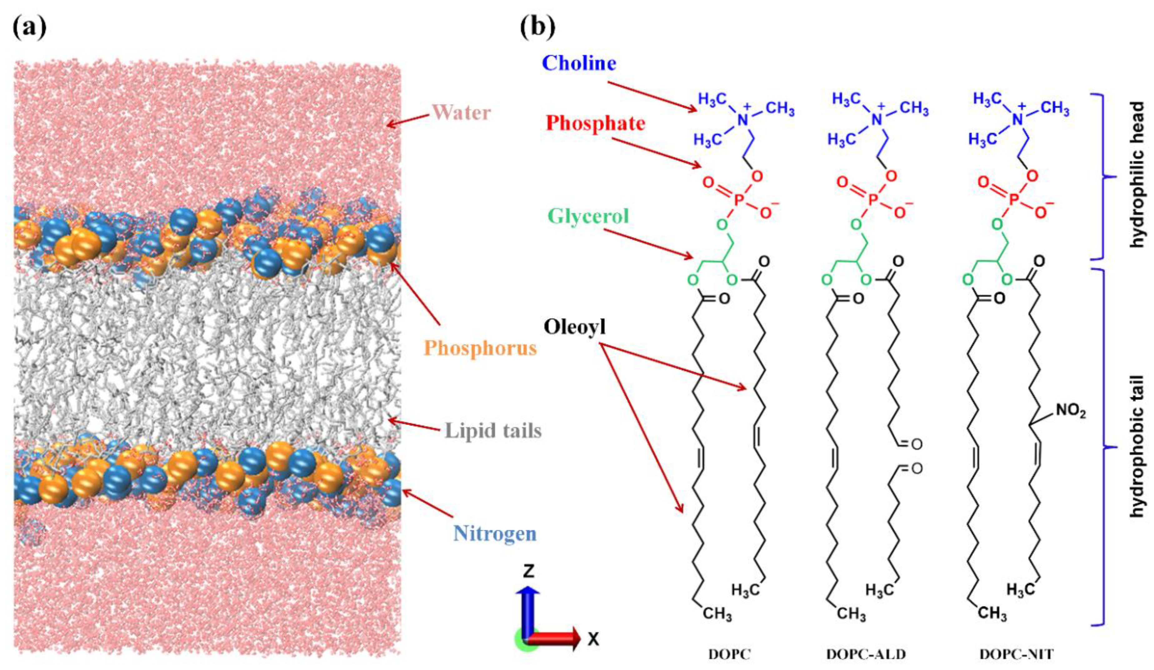 Biomolecules 13 01043 g001