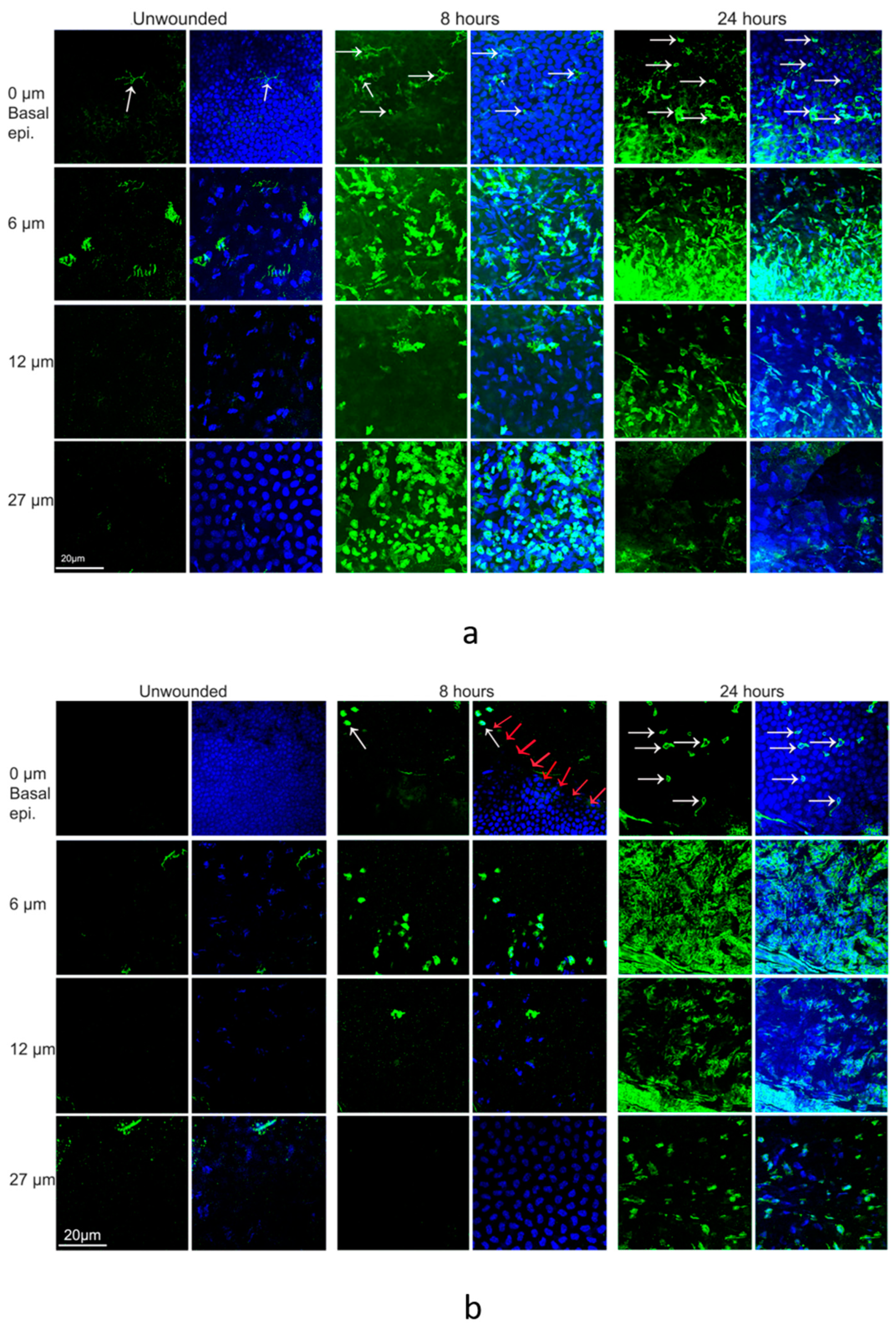 Biomolecules 13 01065 g005