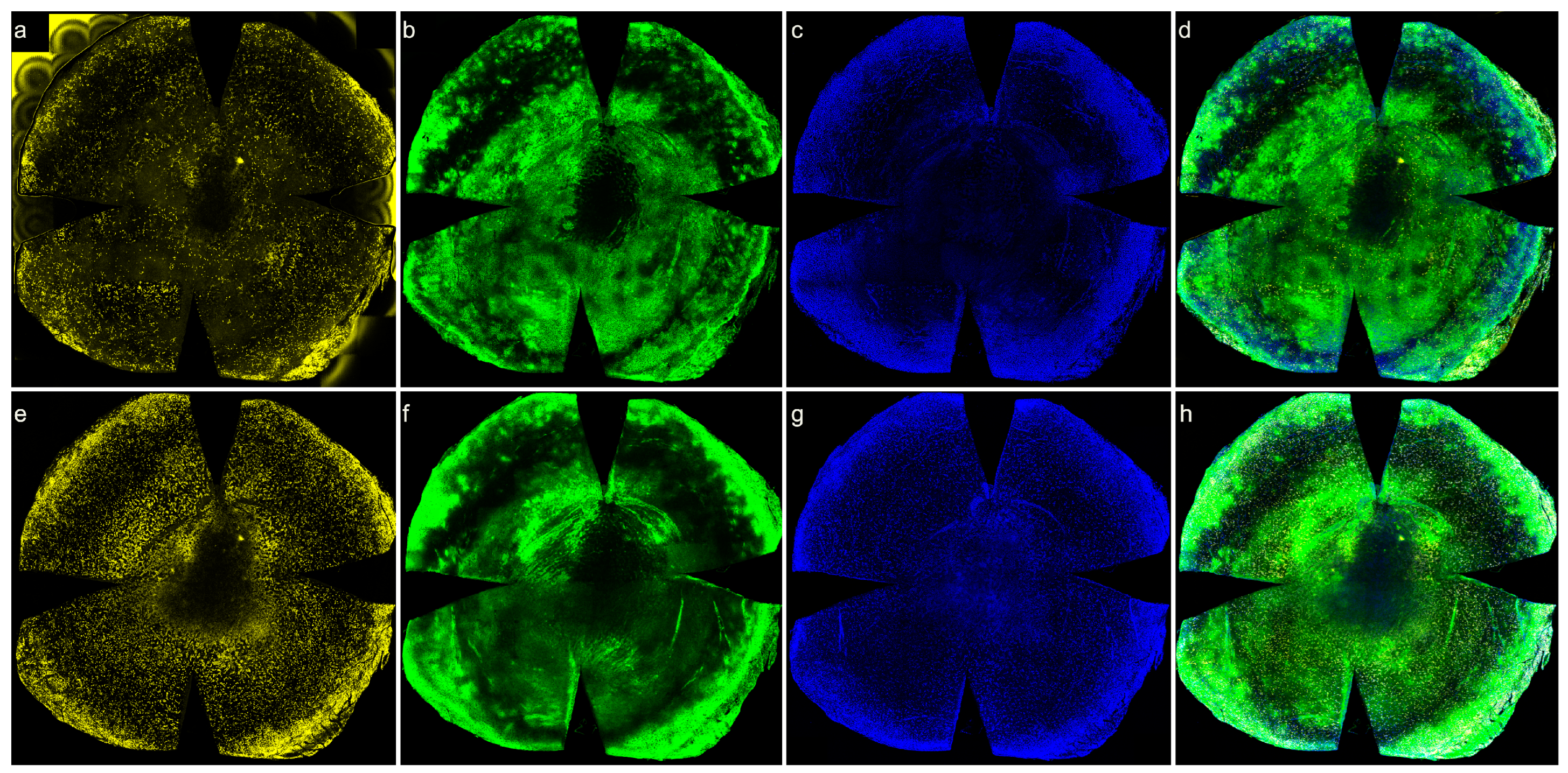 Biomolecules 13 01065 g007