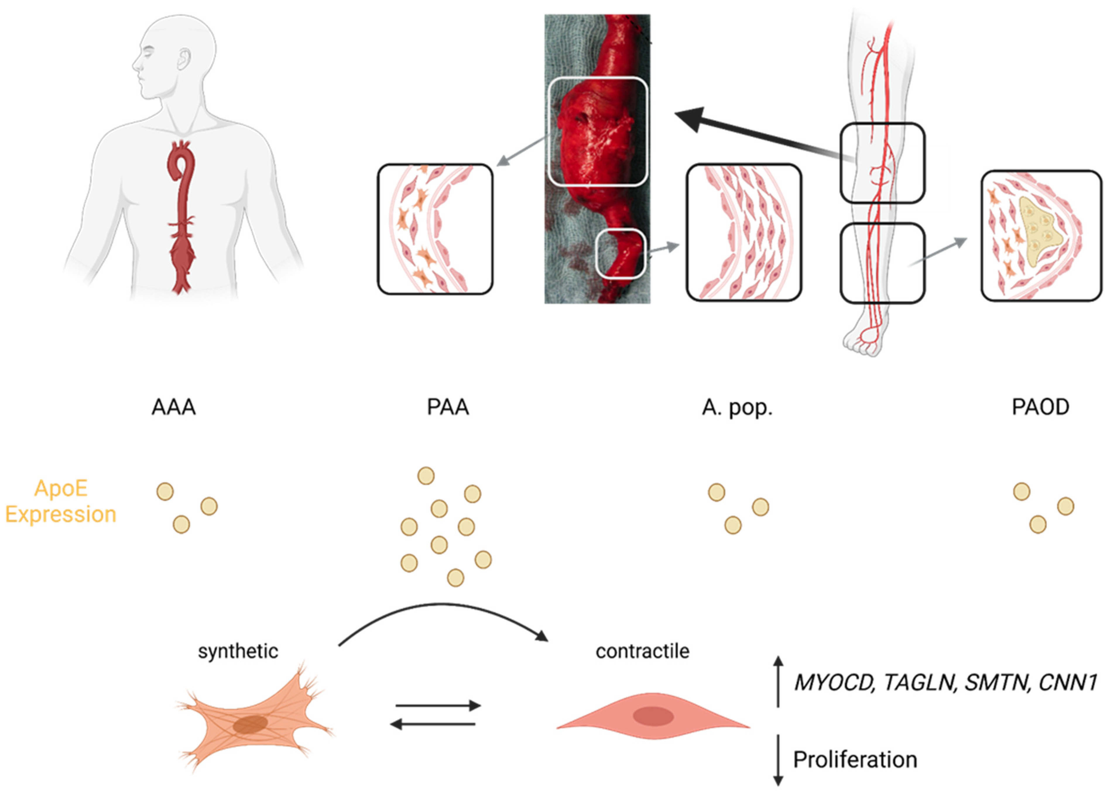 Biomolecules 13 01074 g004 Biomolecules 13 01074 g004