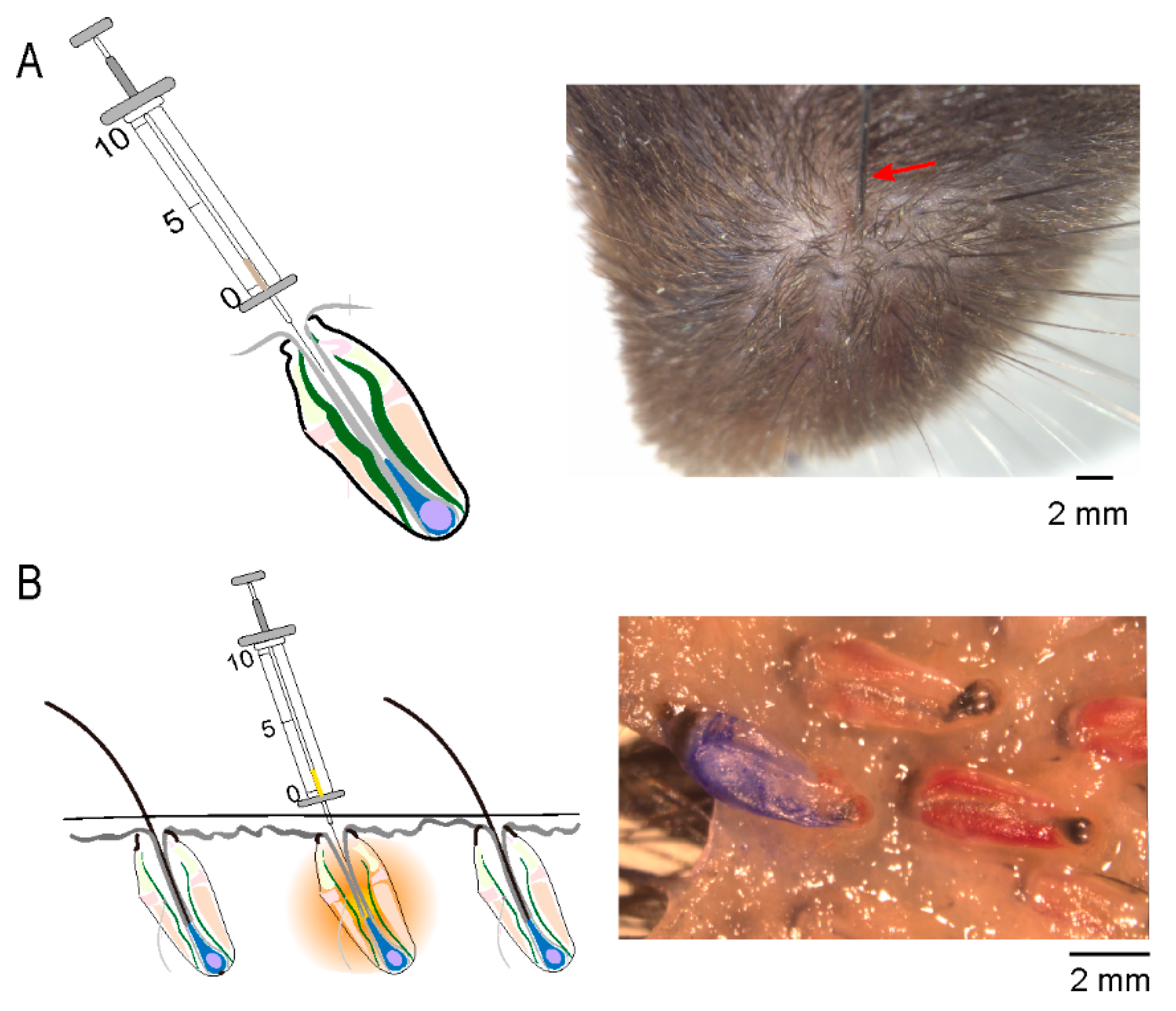 Biomolecules 13 01076 g002