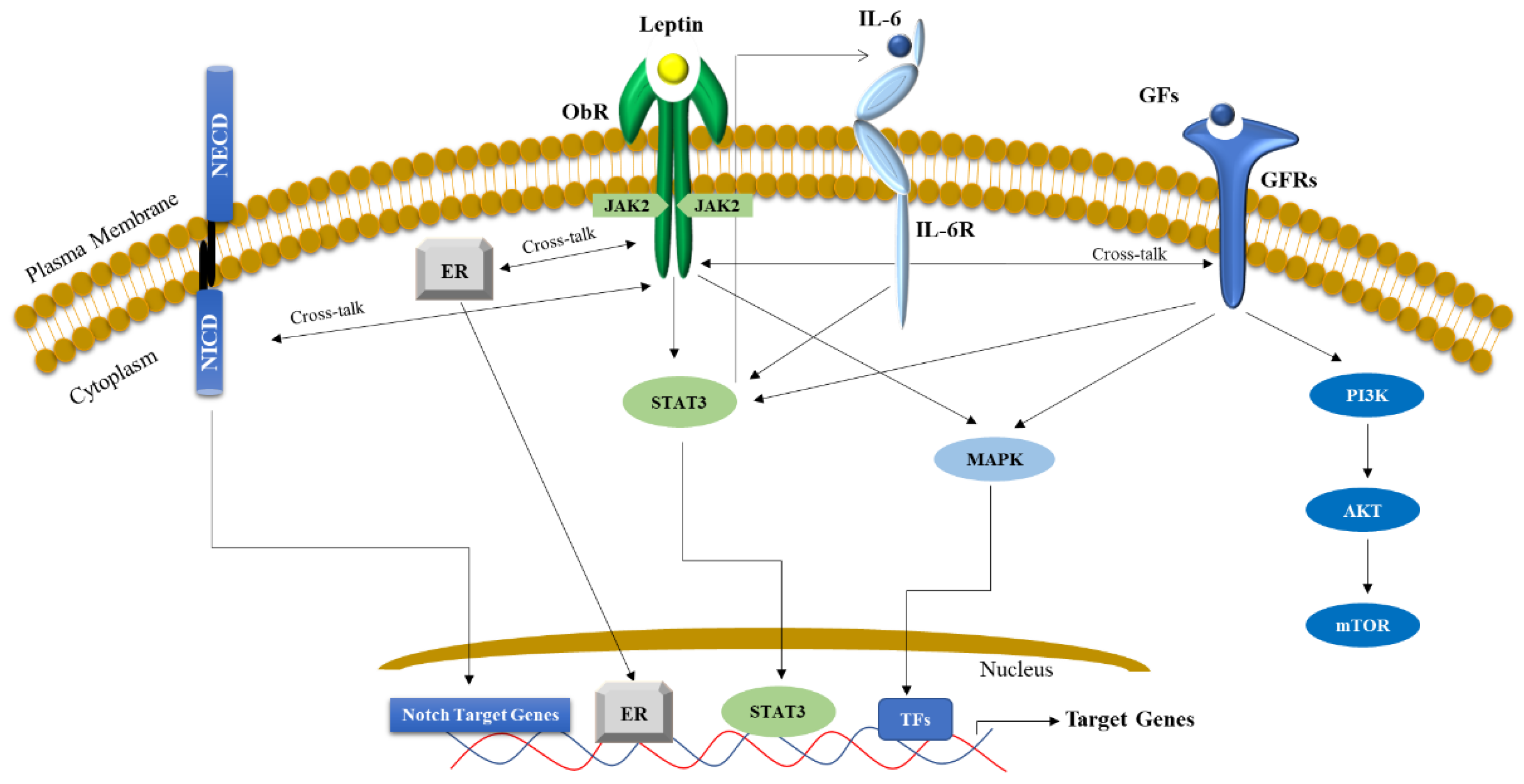 Biomolecules 13 01084 g003