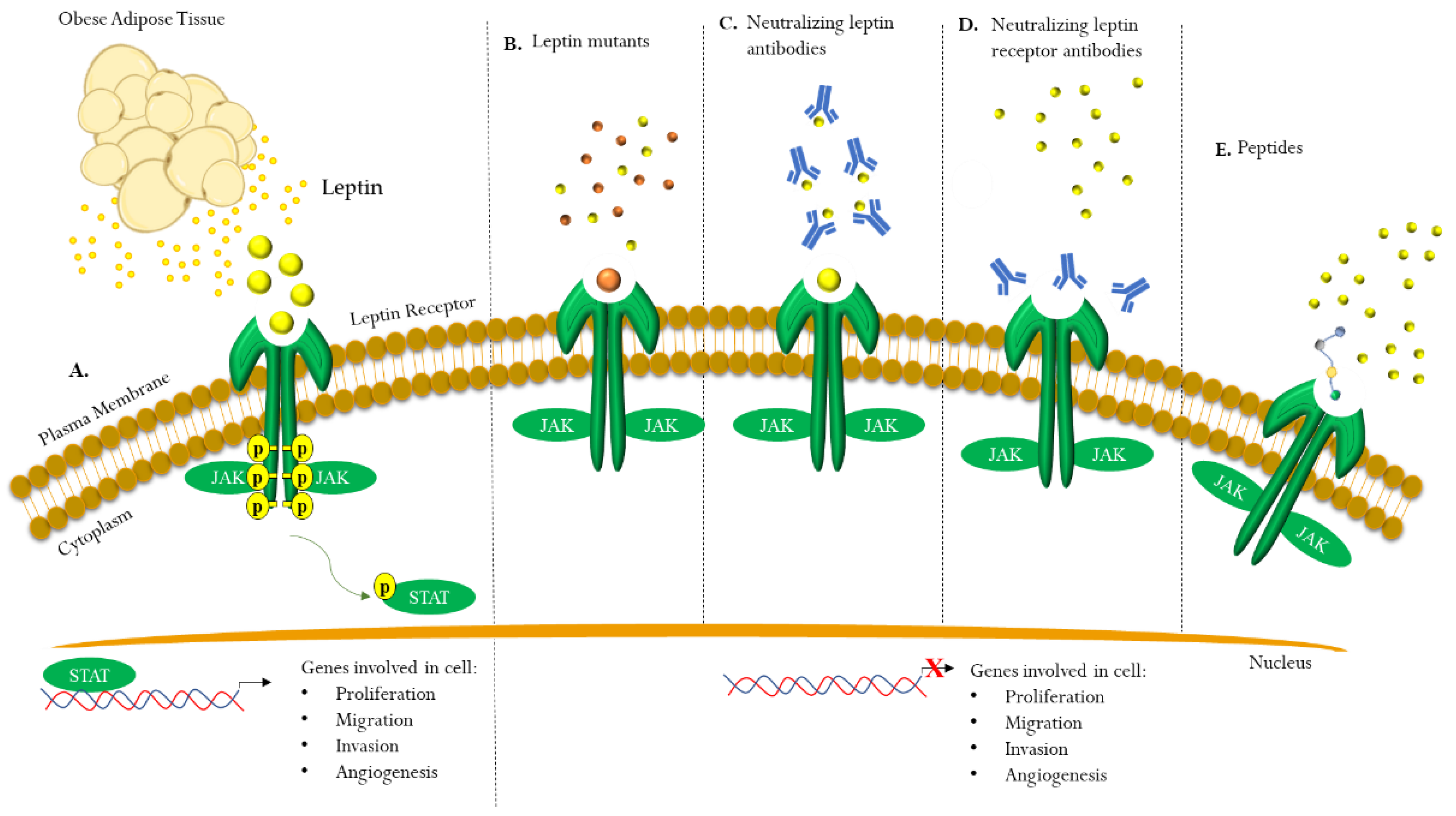 Biomolecules 13 01084 g004