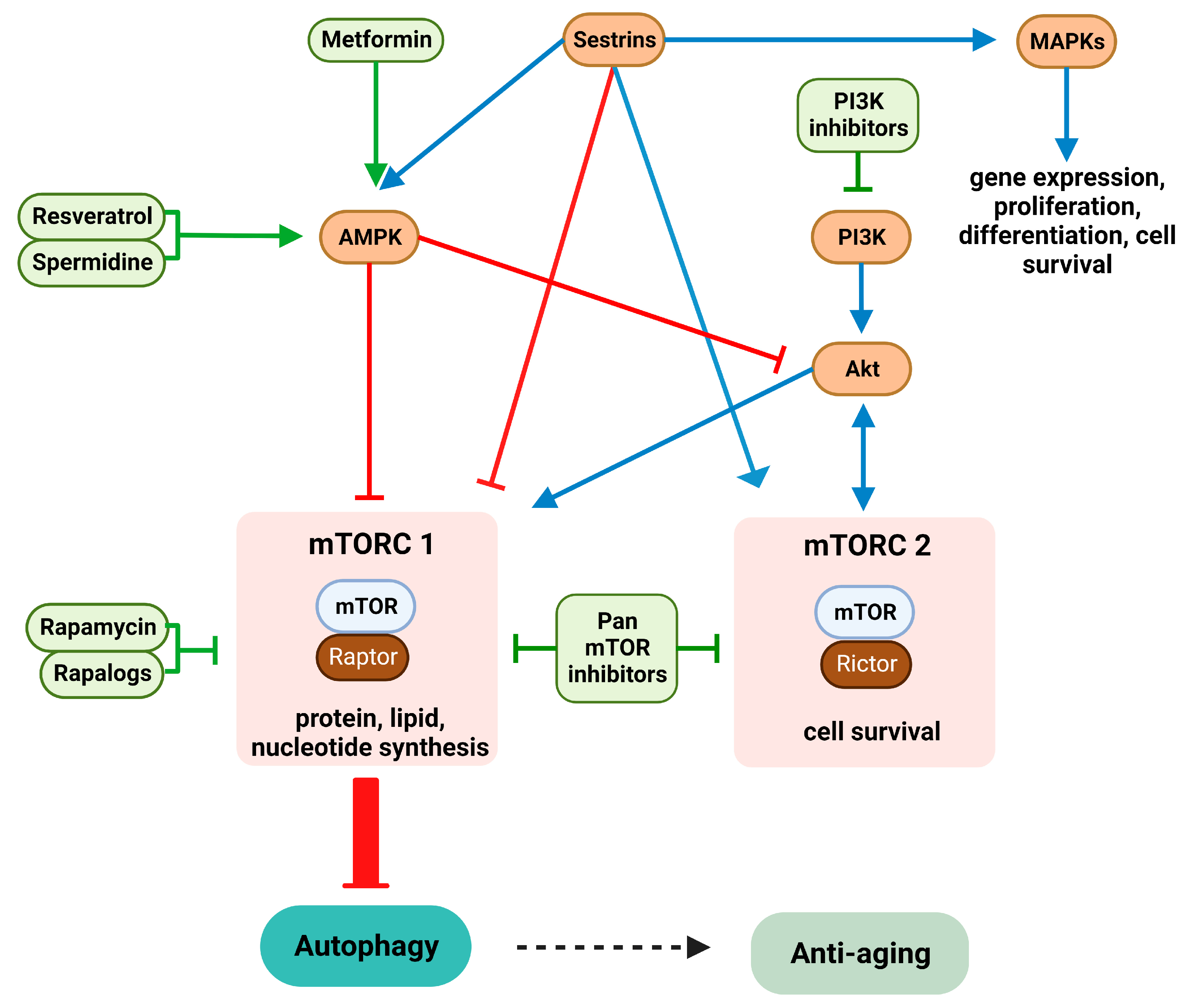 Biomolecules 13 01085 g003