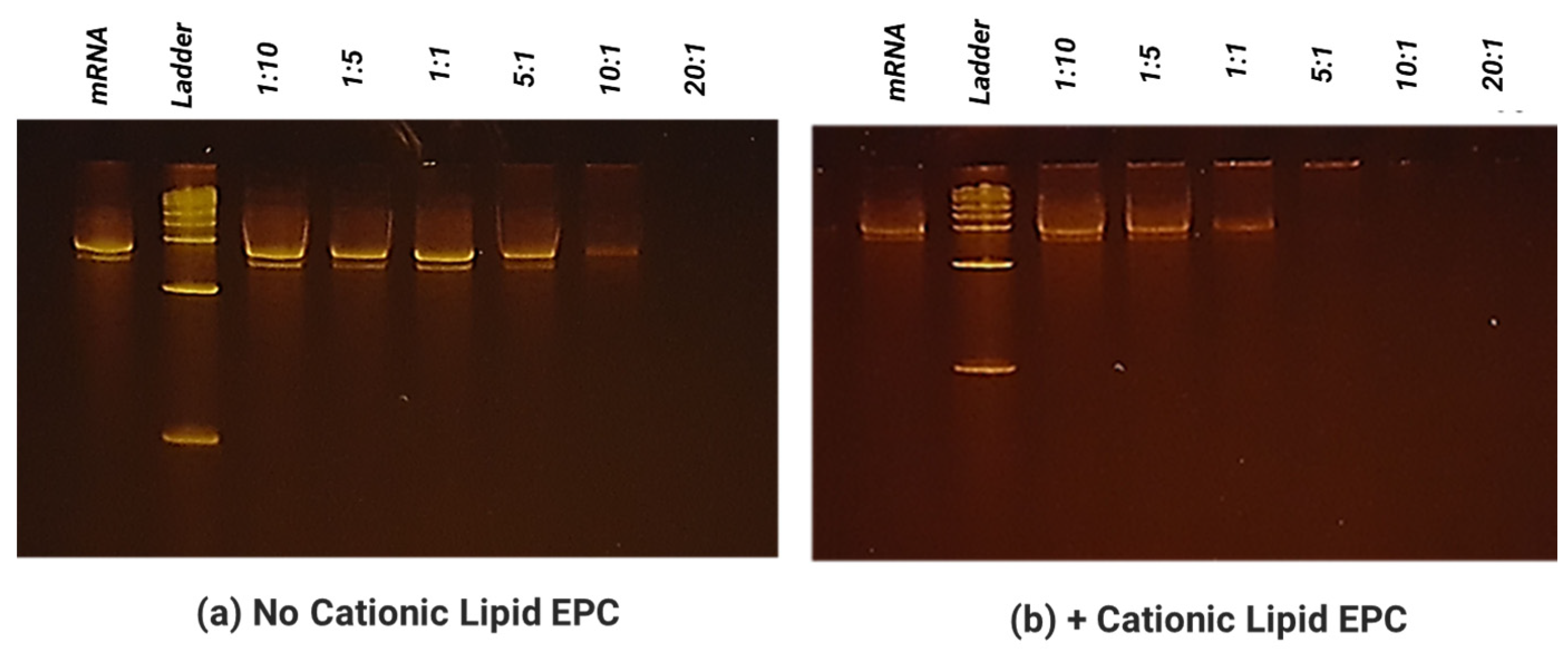 Biomolecules 13 01088 g002 Biomolecules 13 01088 g002