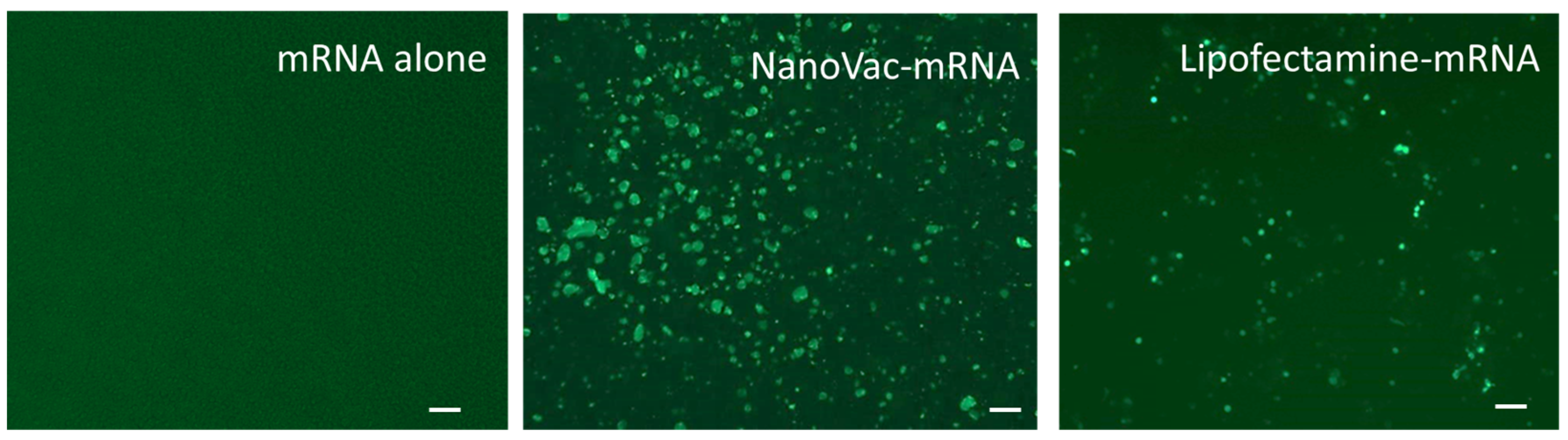 Biomolecules 13 01088 g003 Biomolecules 13 01088 g003