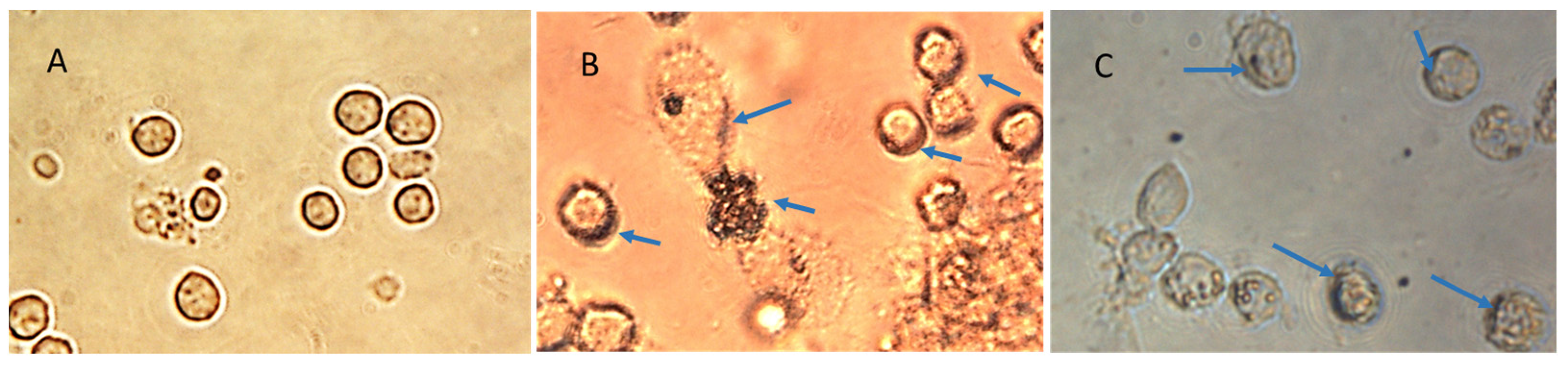 Biomolecules 13 01088 g013 Biomolecules 13 01088 g013