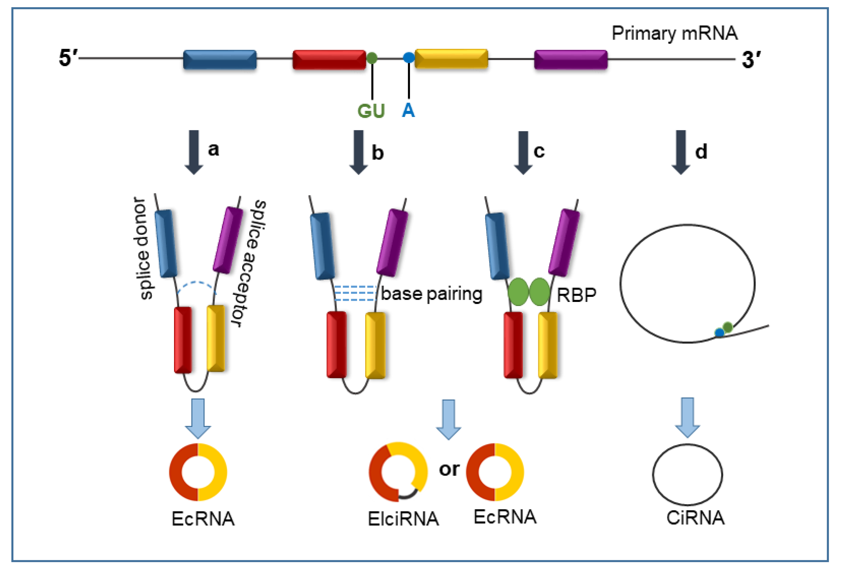 Biomolecules 13 01101 g001