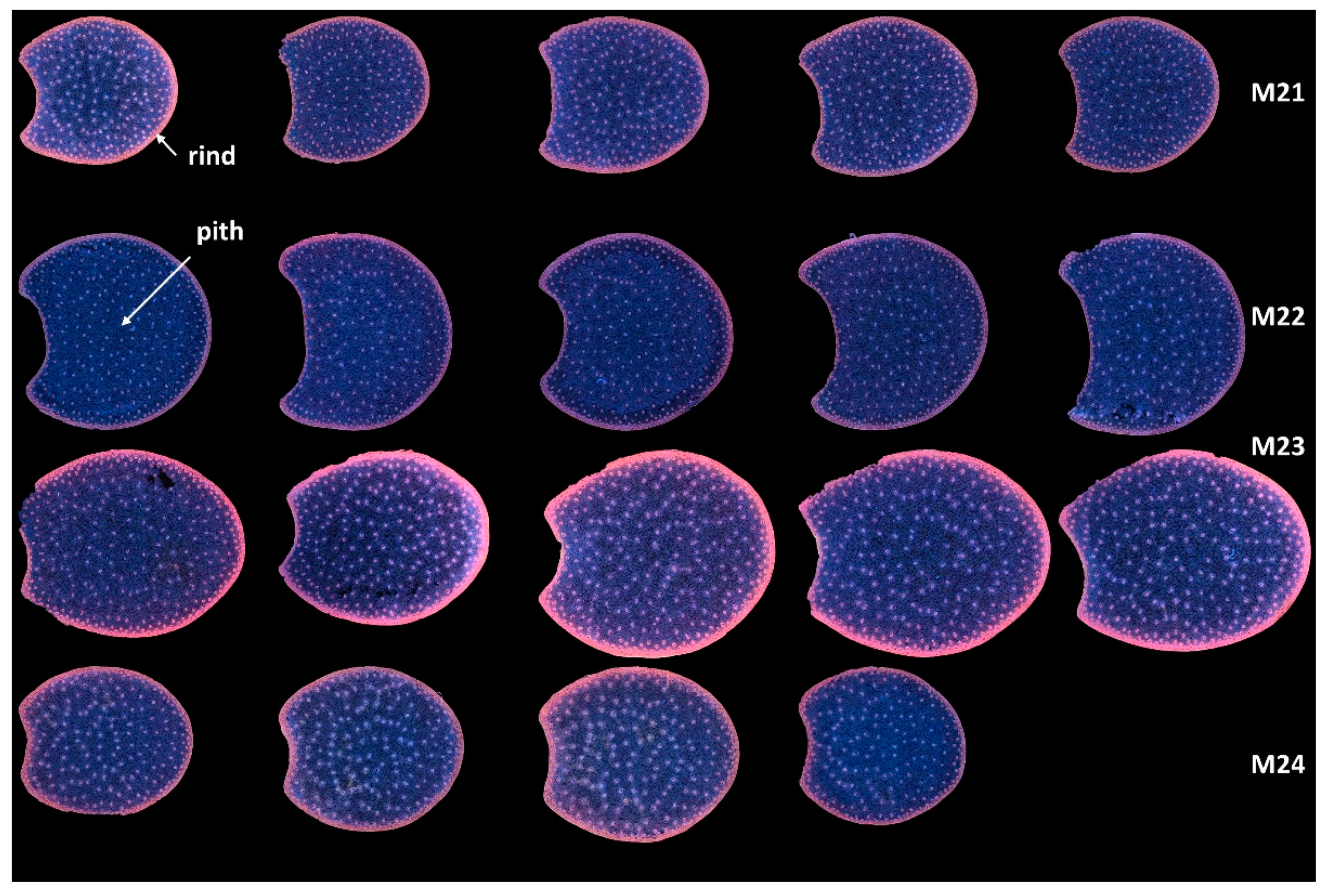 Biomolecules 13 01104 g003 Biomolecules 13 01104 g003