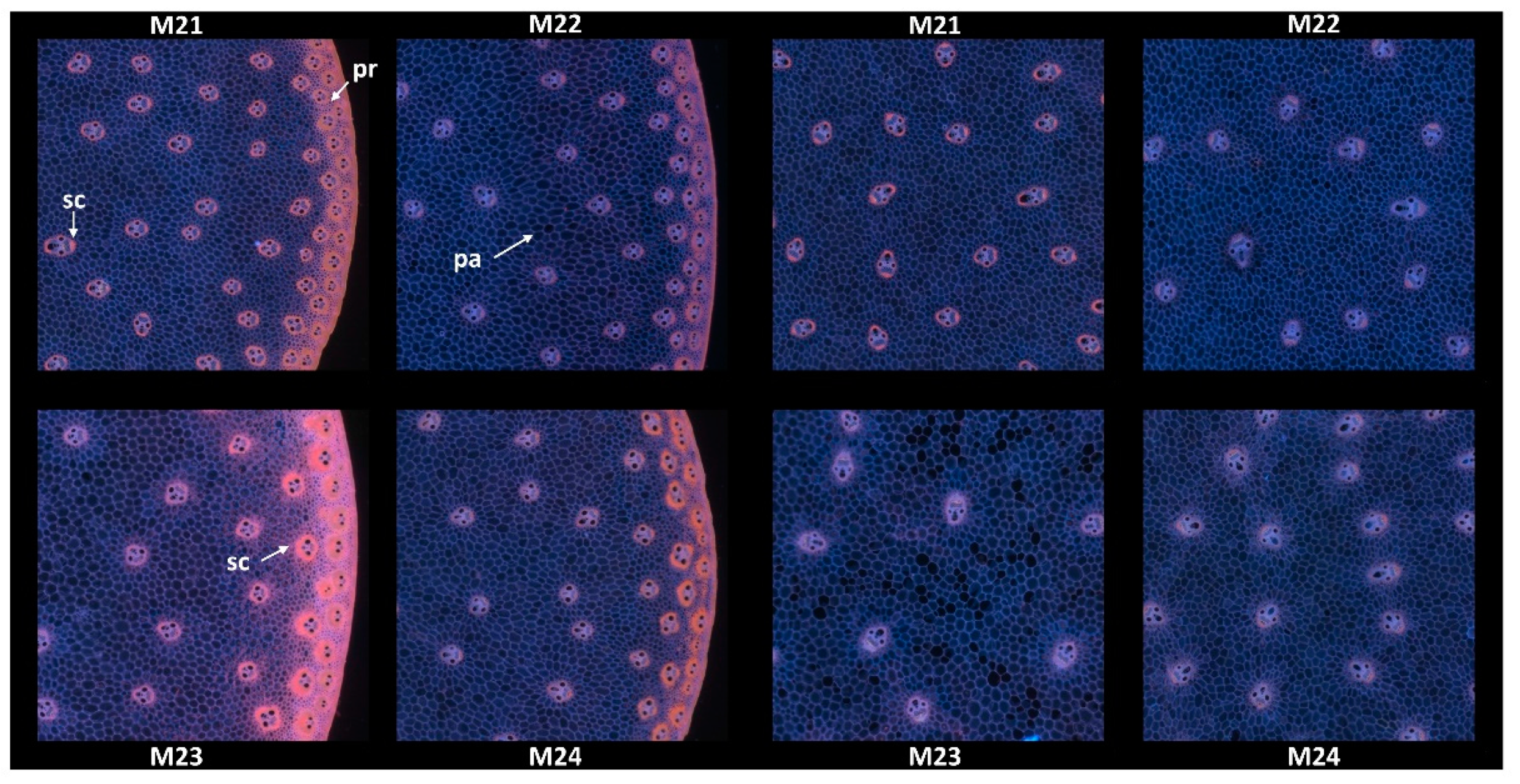 Biomolecules 13 01104 g004 Biomolecules 13 01104 g004