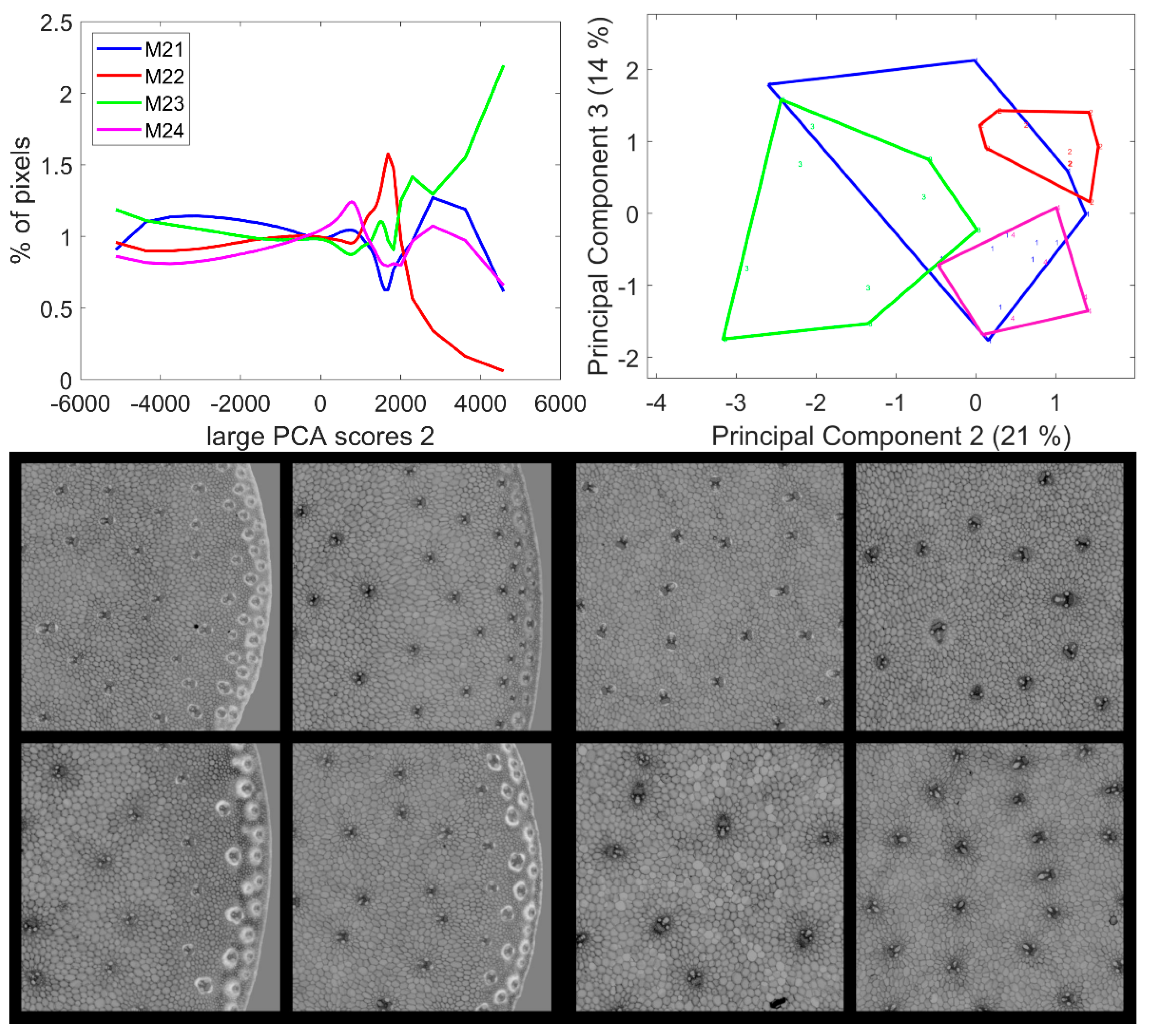 Biomolecules 13 01104 g009 Biomolecules 13 01104 g009