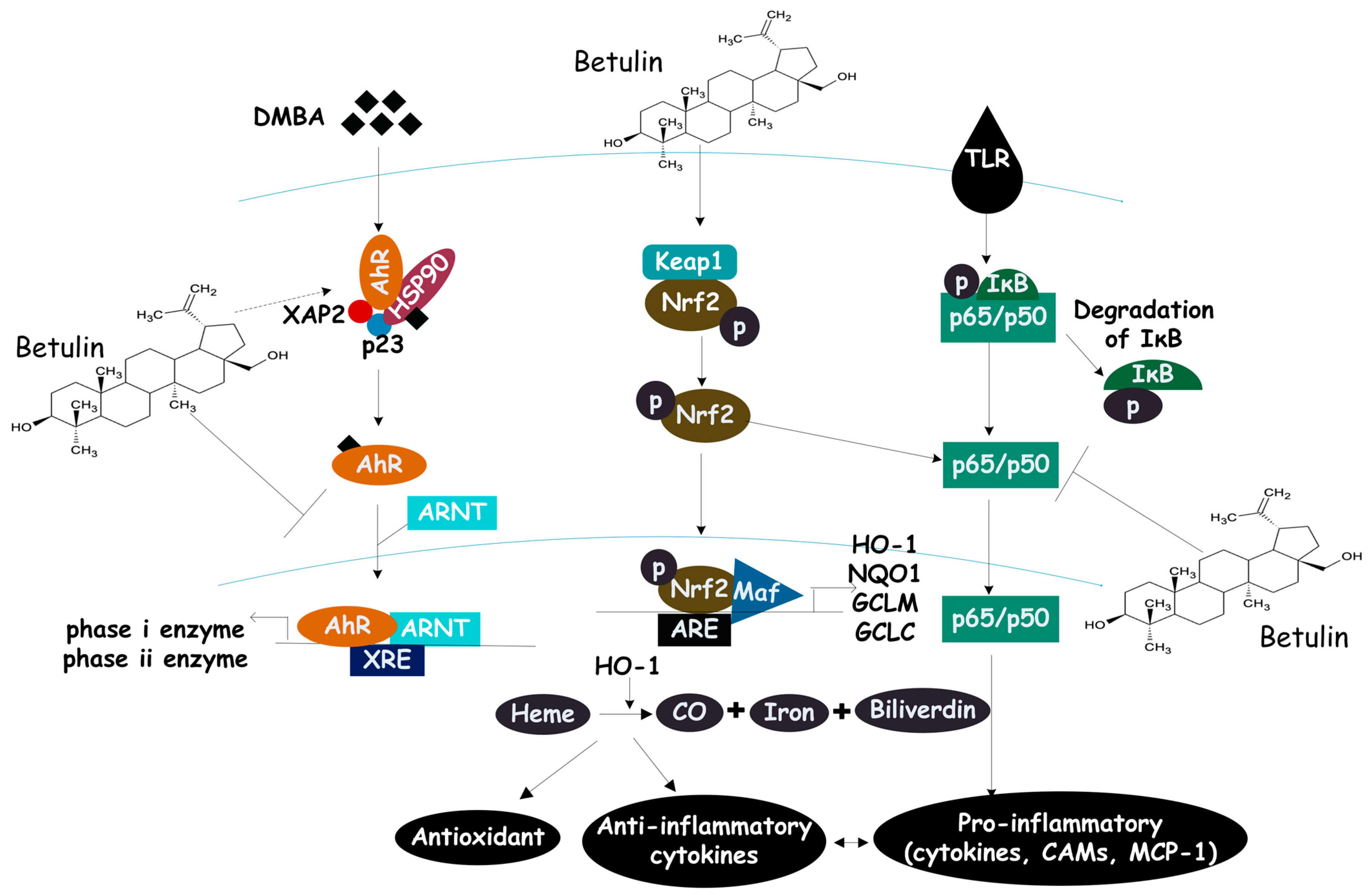 Biomolecules 13 01105 g003