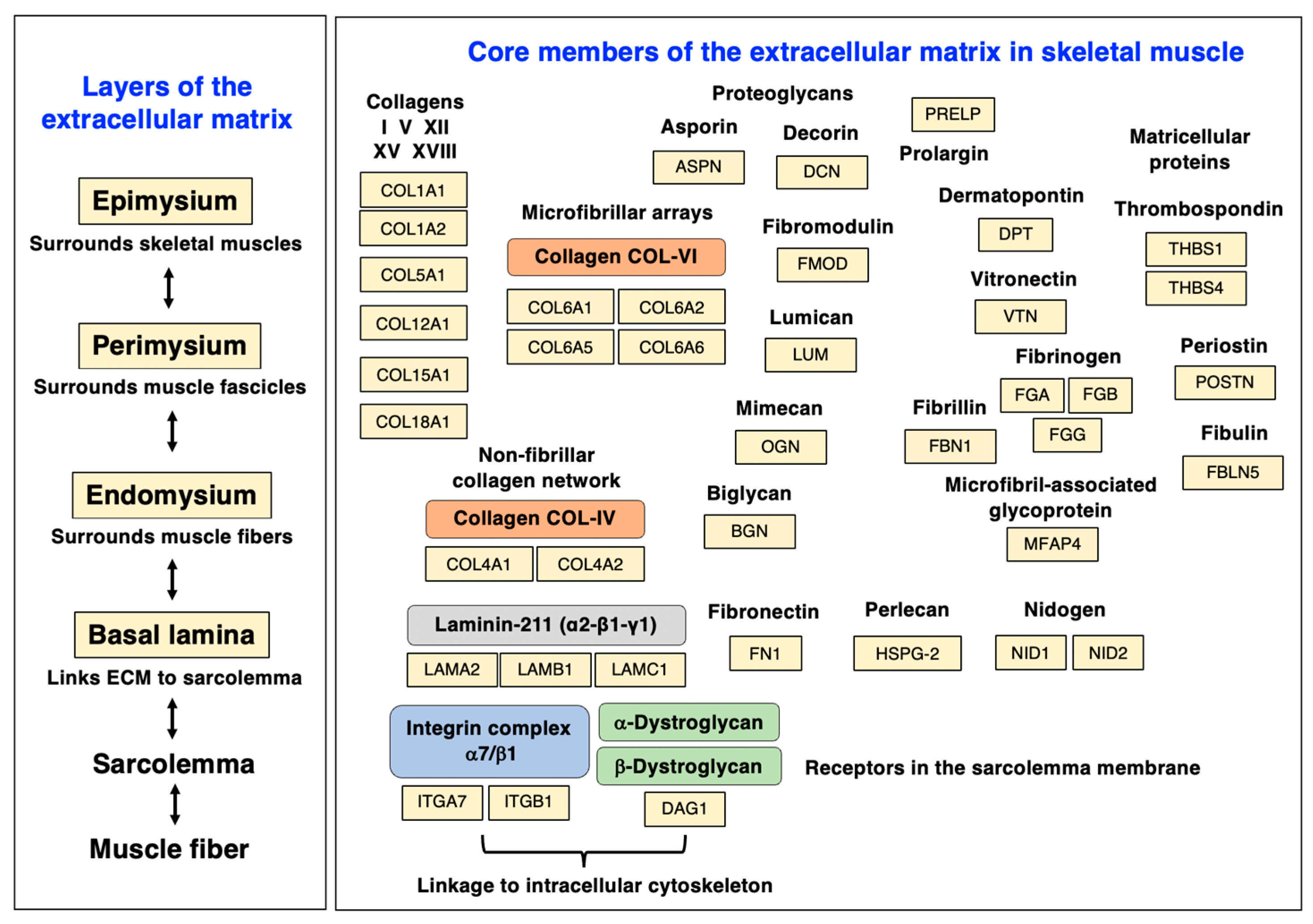 Biomolecules 13 01108 g004