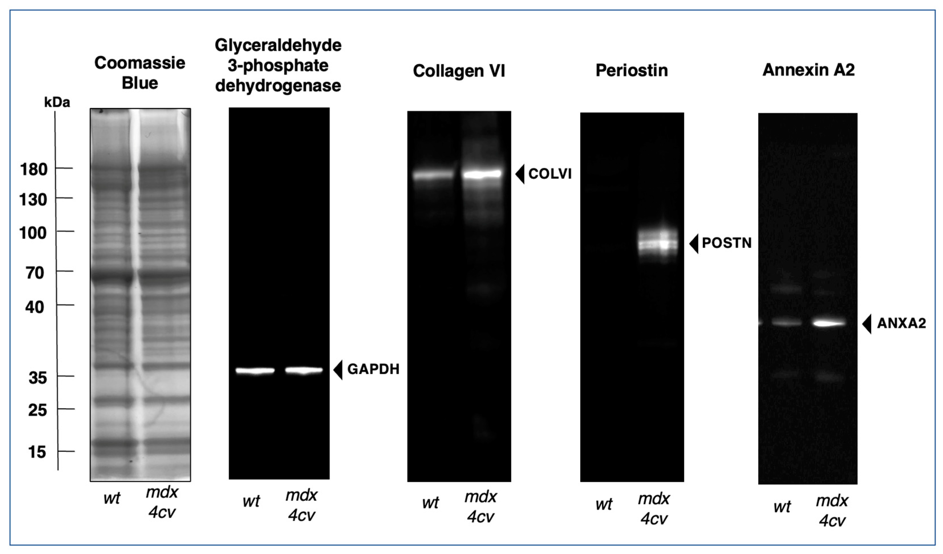 Biomolecules 13 01108 g008