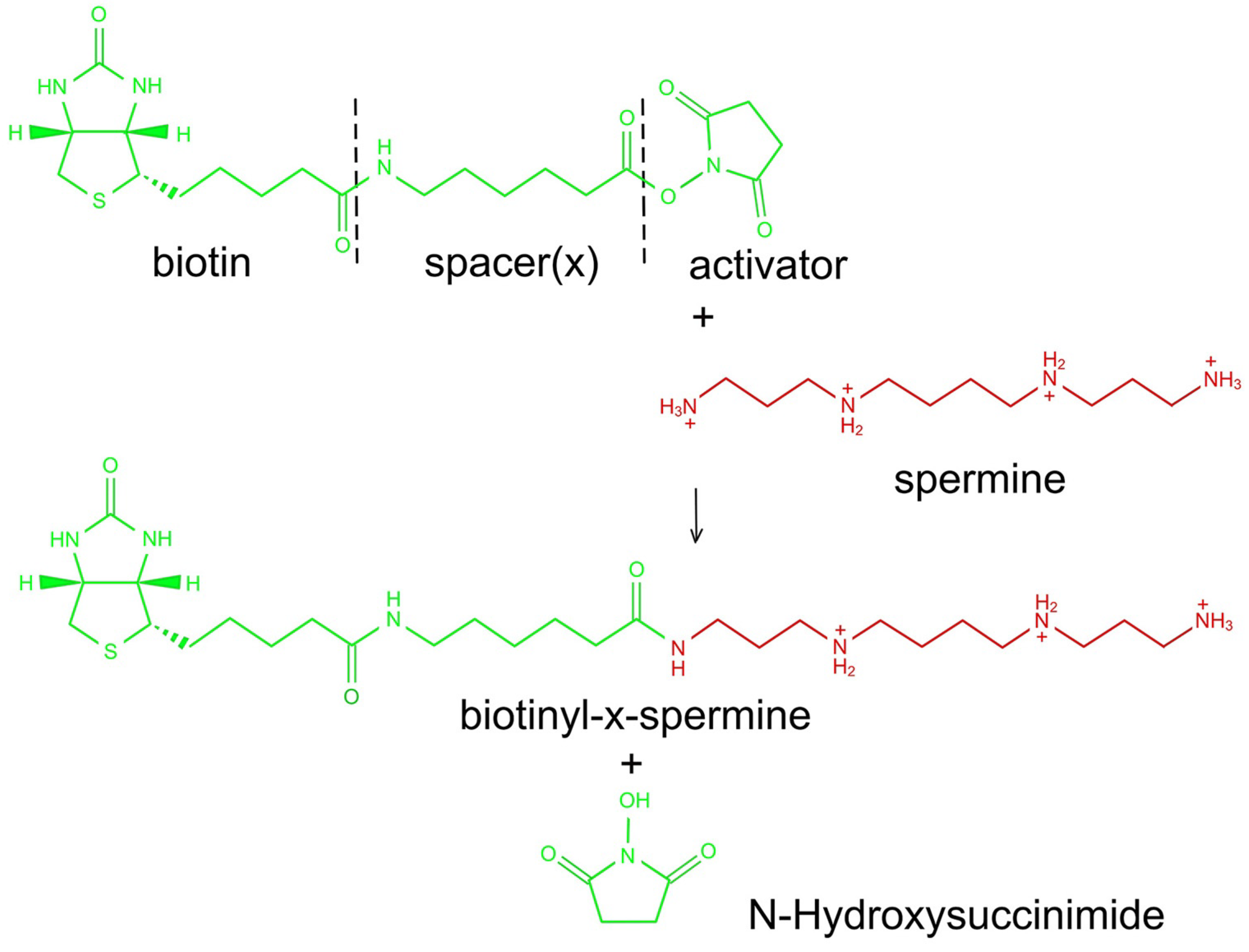 Biomolecules 13 01114 g001