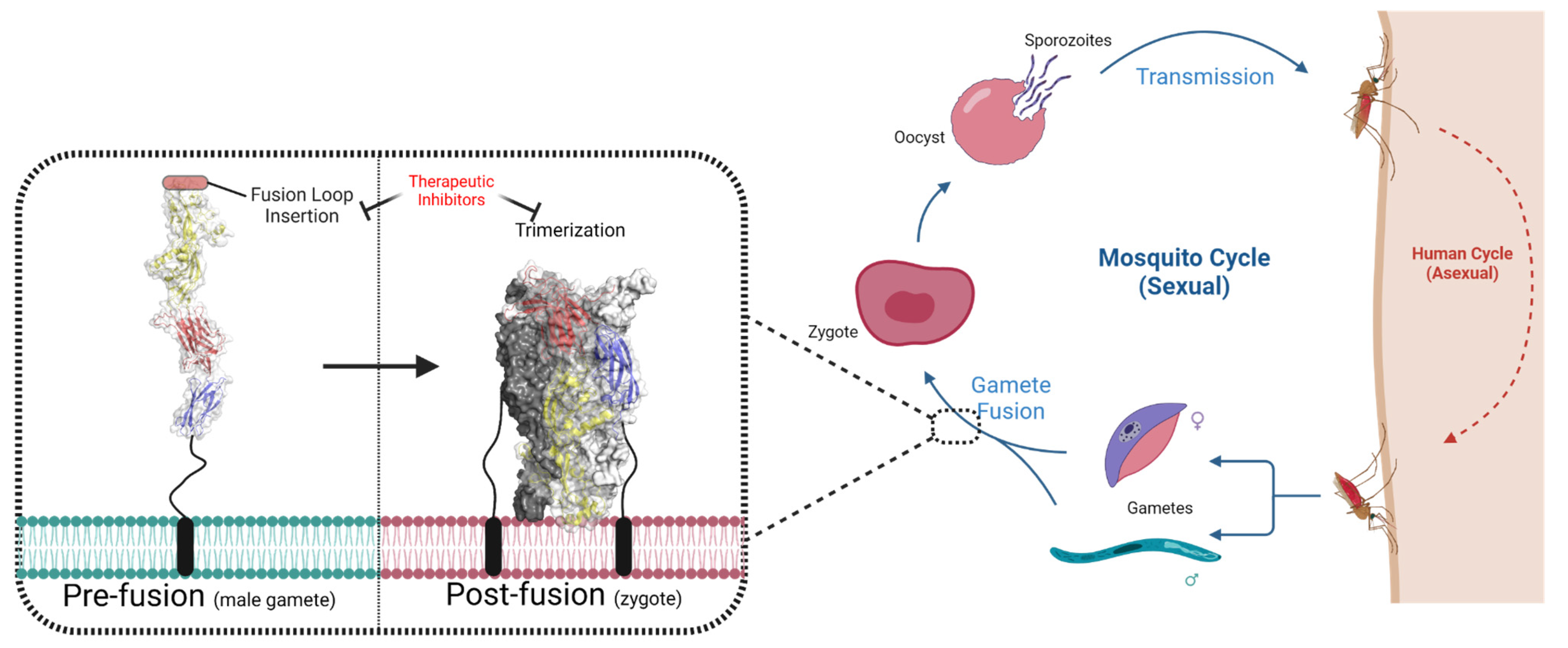 Biomolecules 13 01130 g005