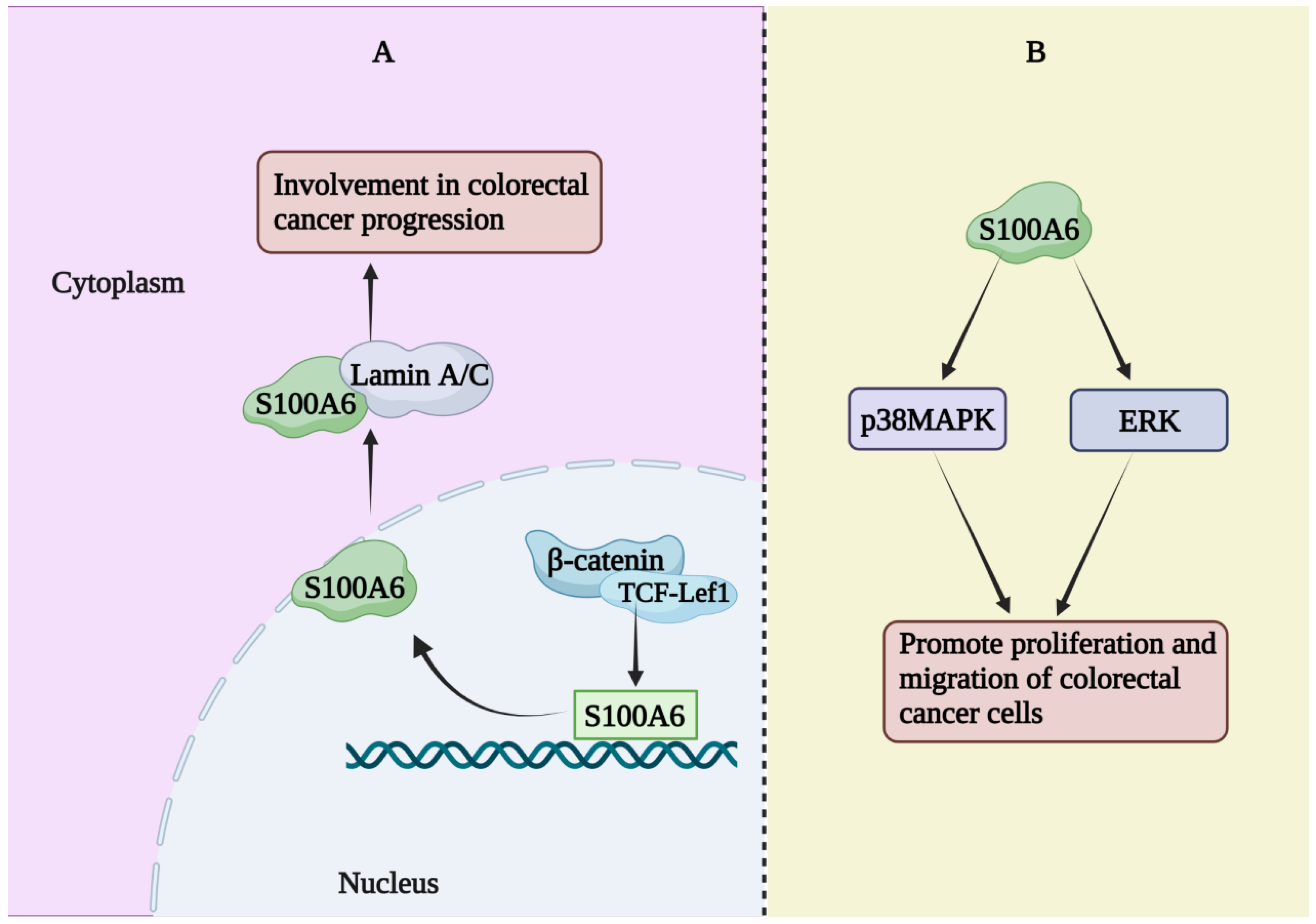 Biomolecules 13 01139 g002 Biomolecules 13 01139 g002