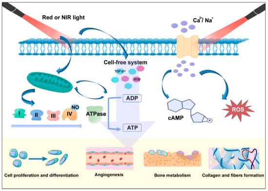 Biomolecules 13 01140 g001