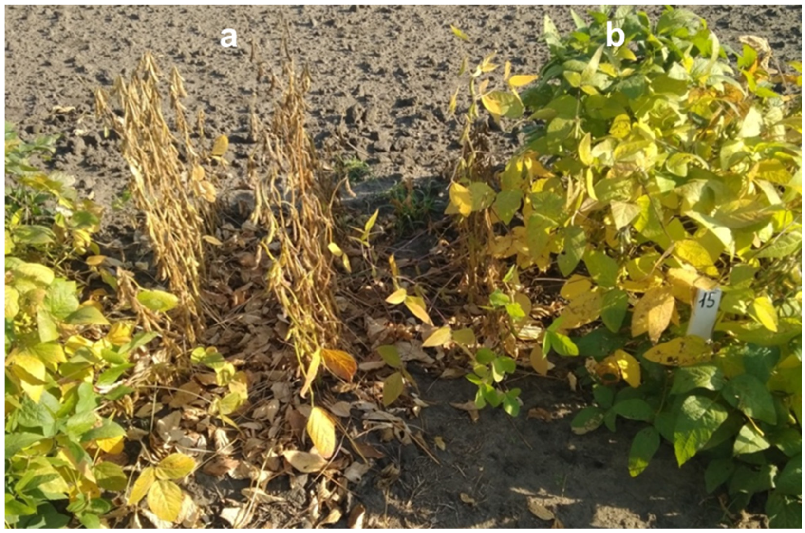 Biomolecules 13 01146 g009