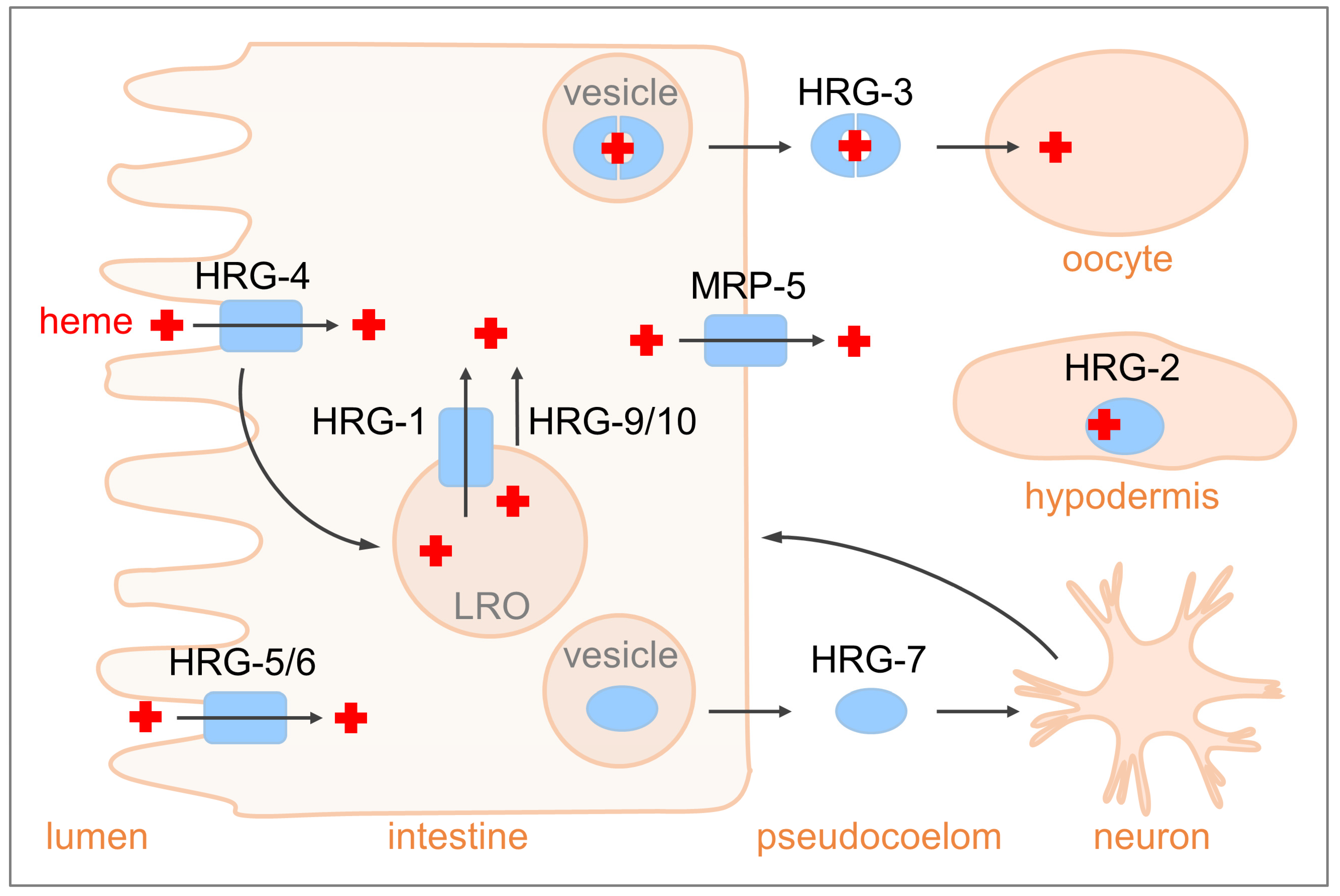 Biomolecules 13 01149 g001