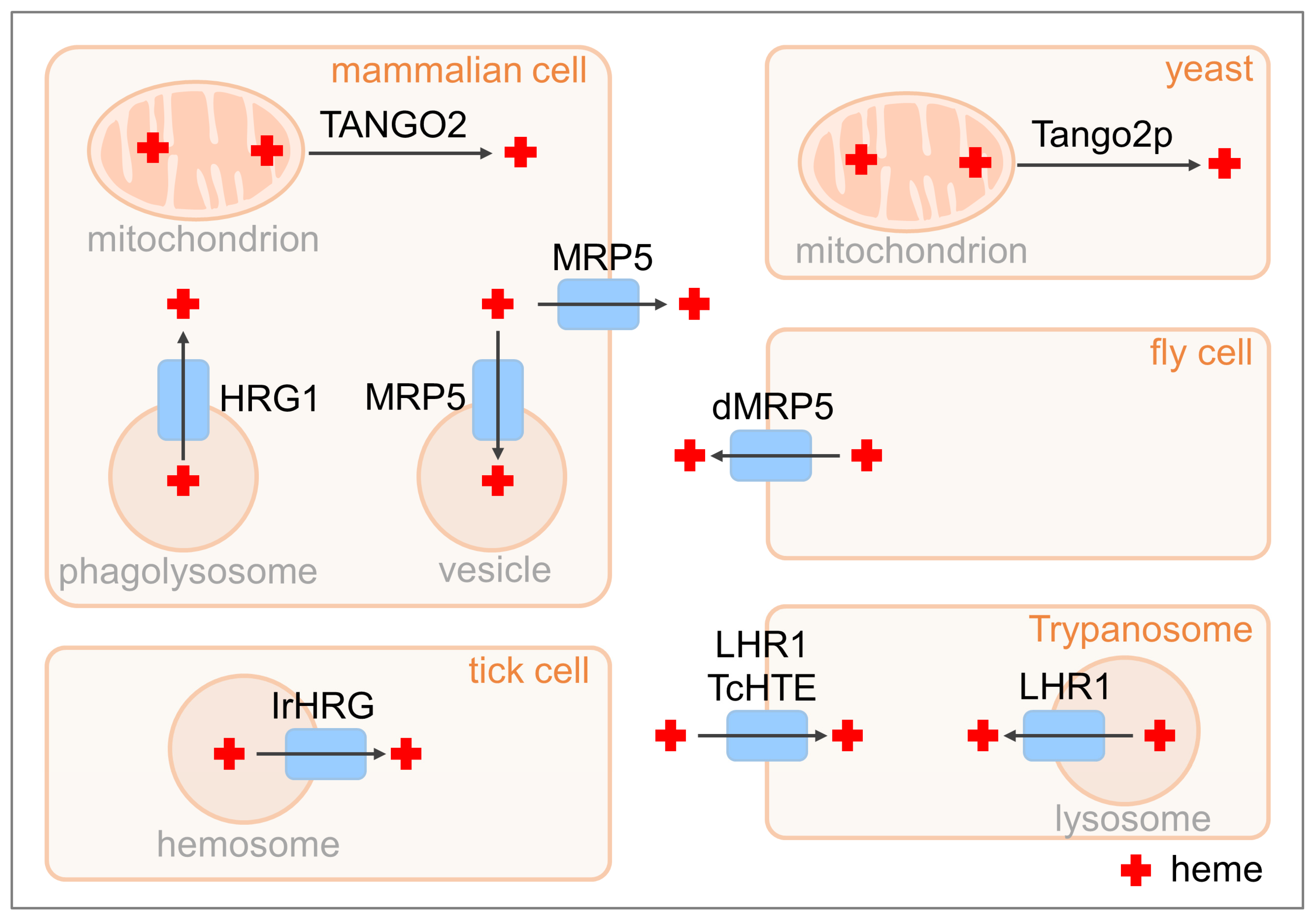Biomolecules 13 01149 g002