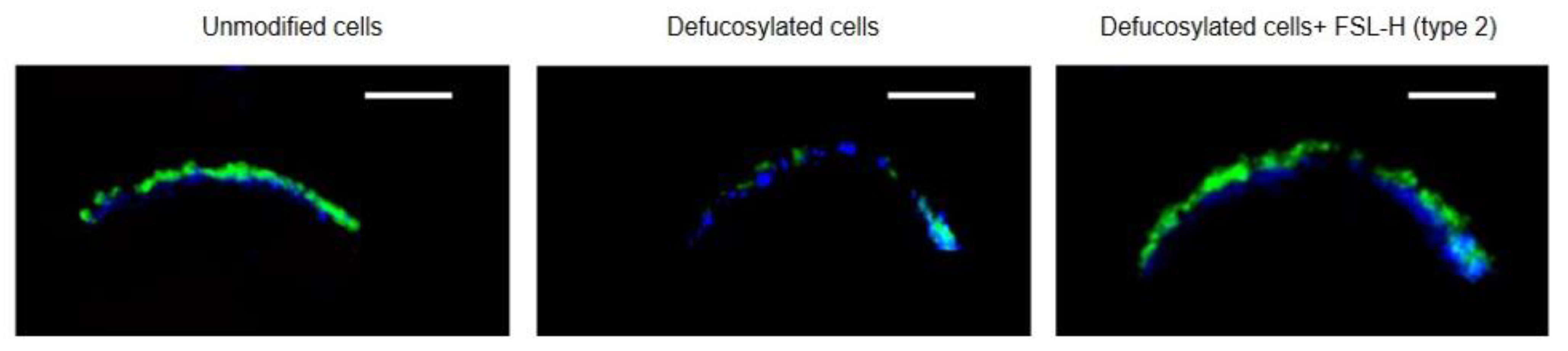 Biomolecules 13 01166 g004 Biomolecules 13 01166 g004