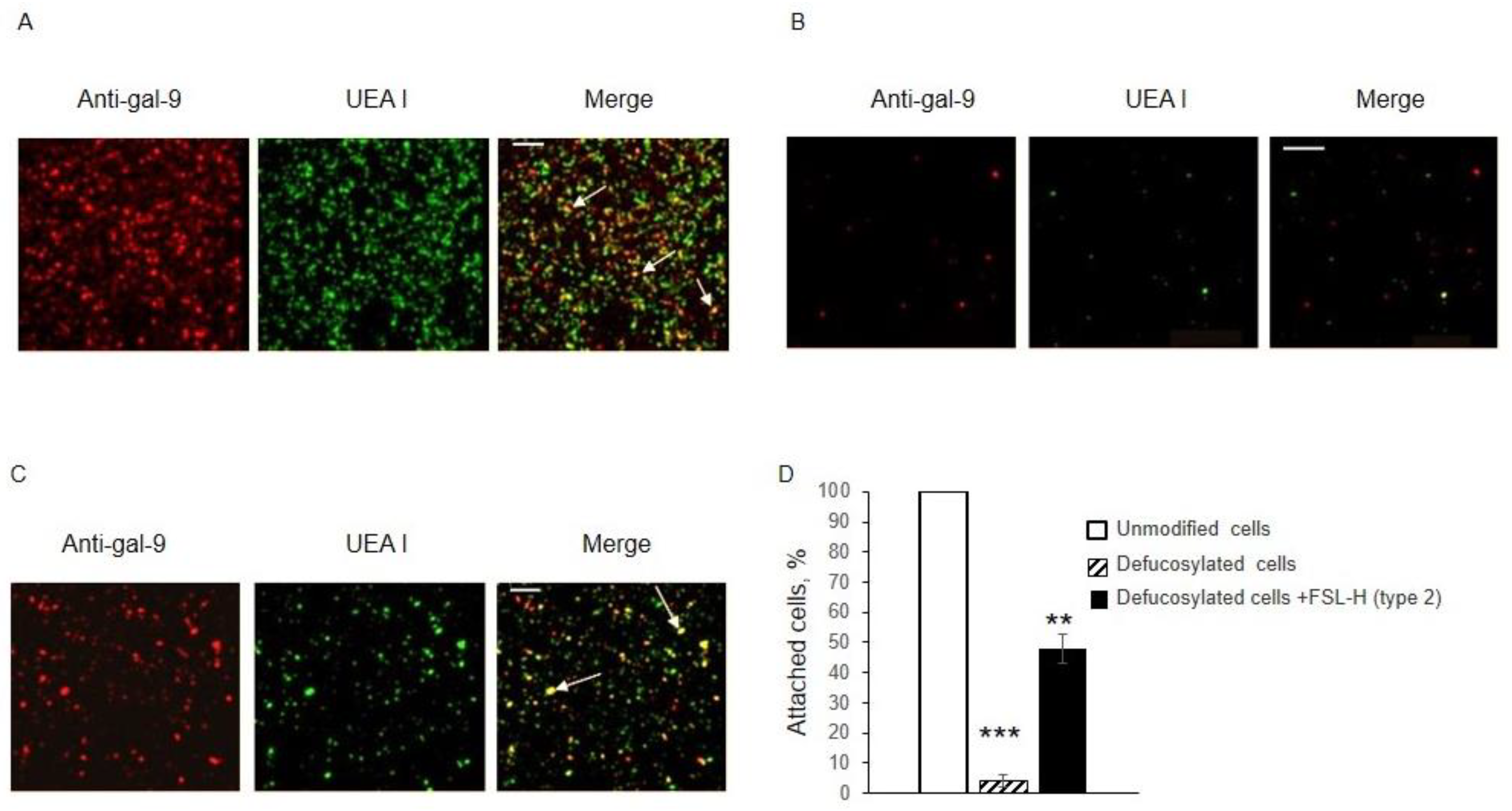 Biomolecules 13 01166 g005 Biomolecules 13 01166 g005