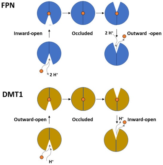 Biomolecules 13 01172 g003