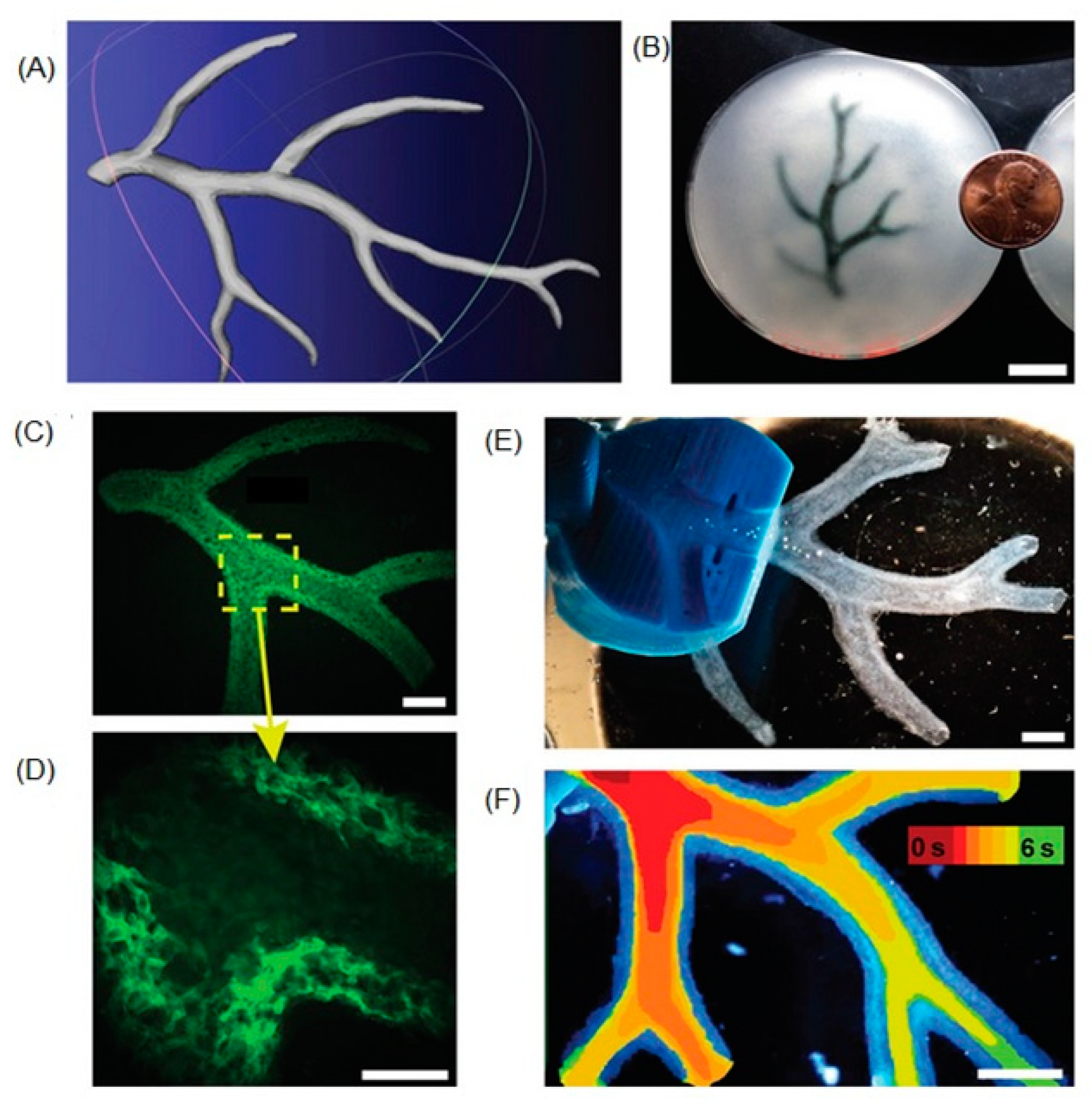 Biomolecules 13 01180 g004 Biomolecules 13 01180 g004
