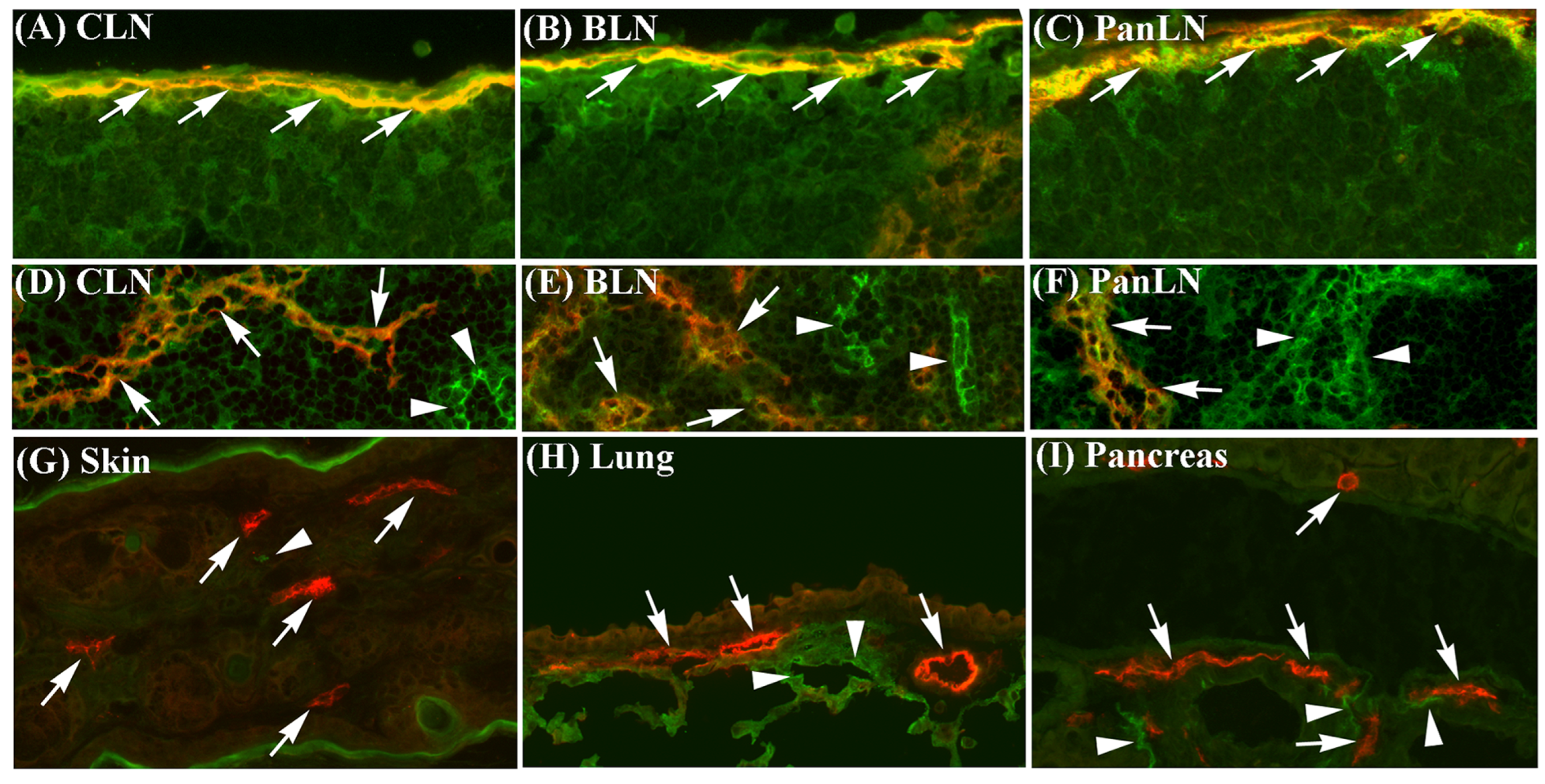 Biomolecules 13 01194 g001a