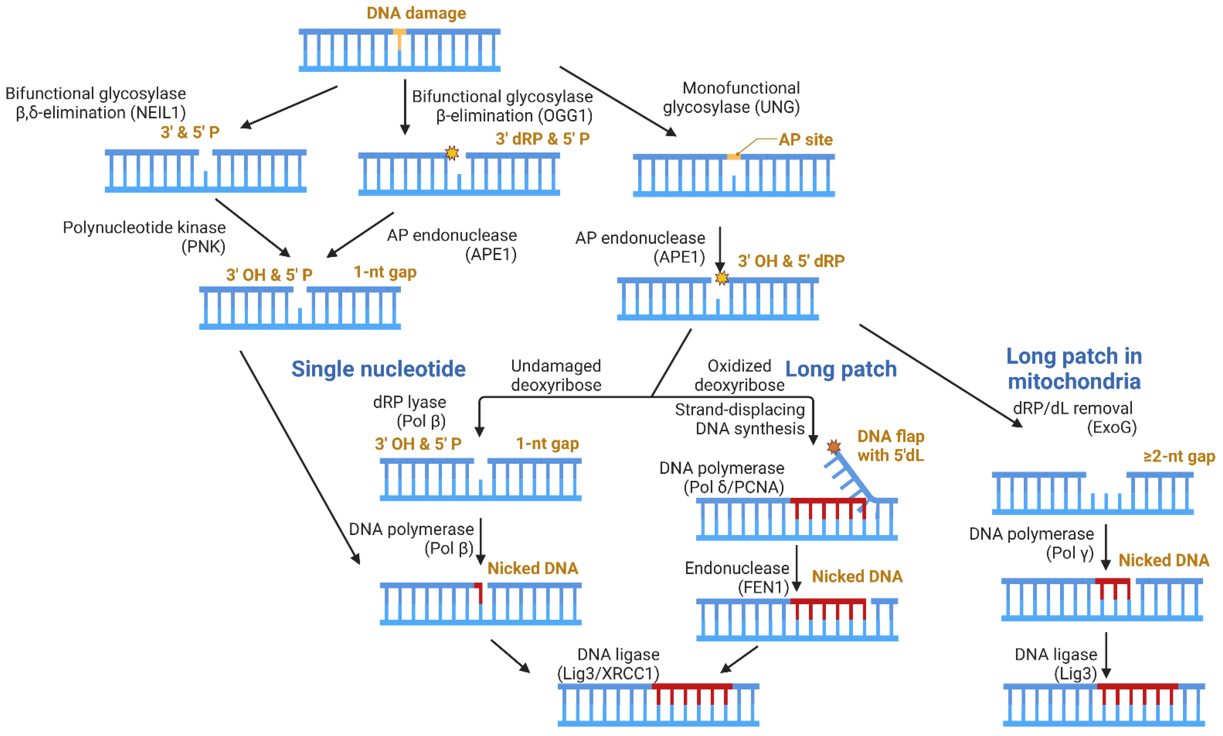 Biomolecules 13 01195 g003