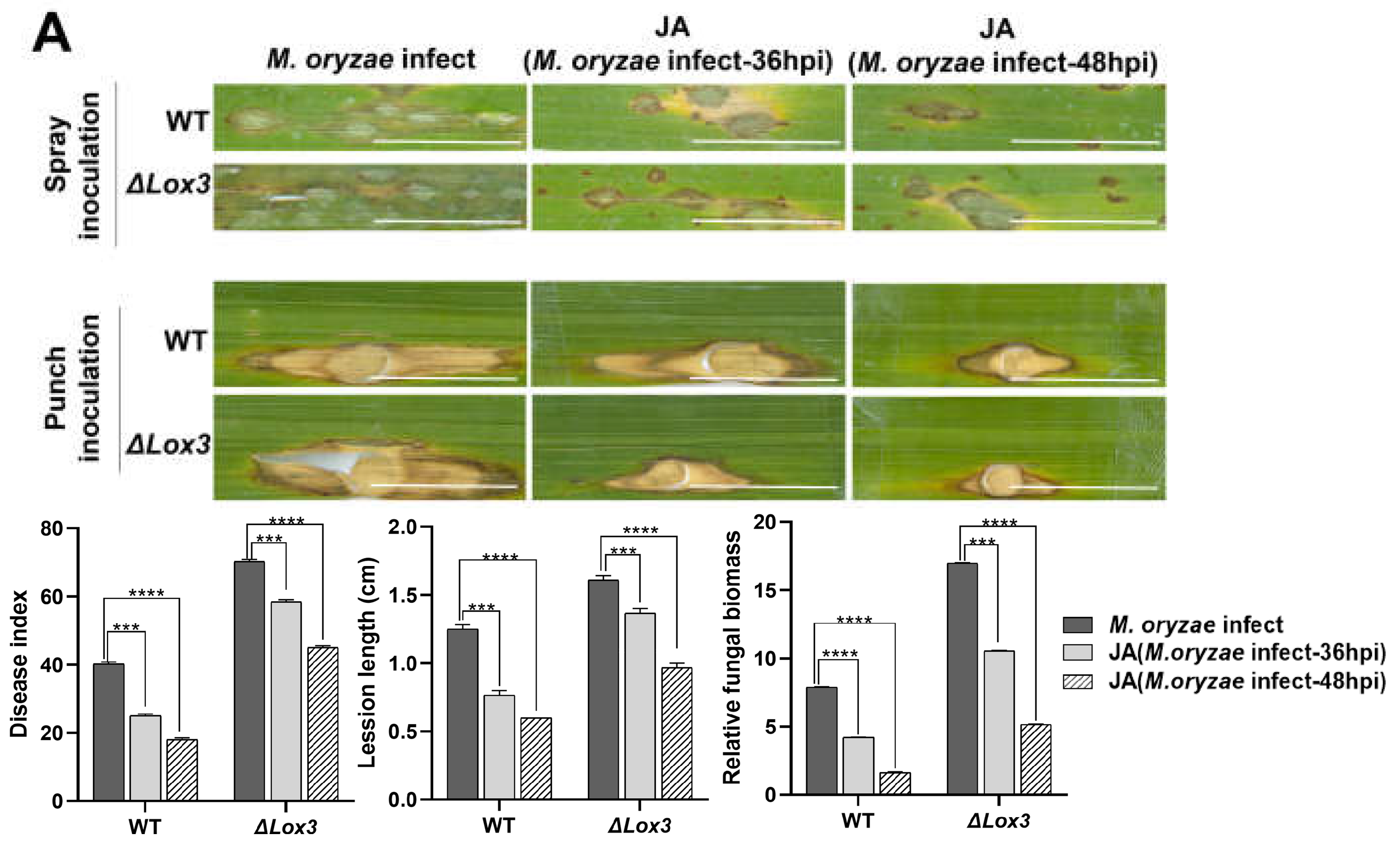 Biomolecules 13 01197 g004a Biomolecules 13 01197 g004a