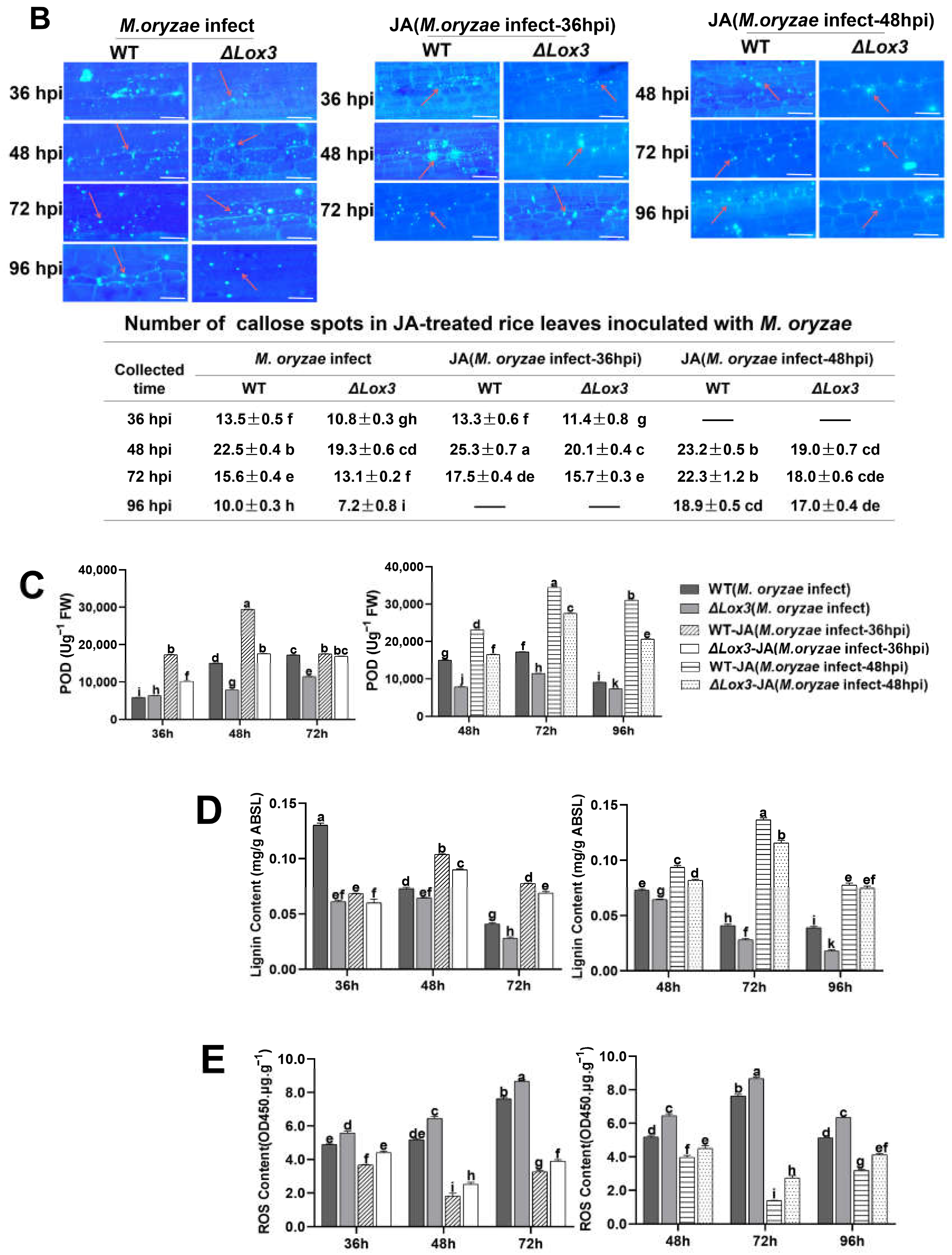 Biomolecules 13 01197 g004b Biomolecules 13 01197 g004b