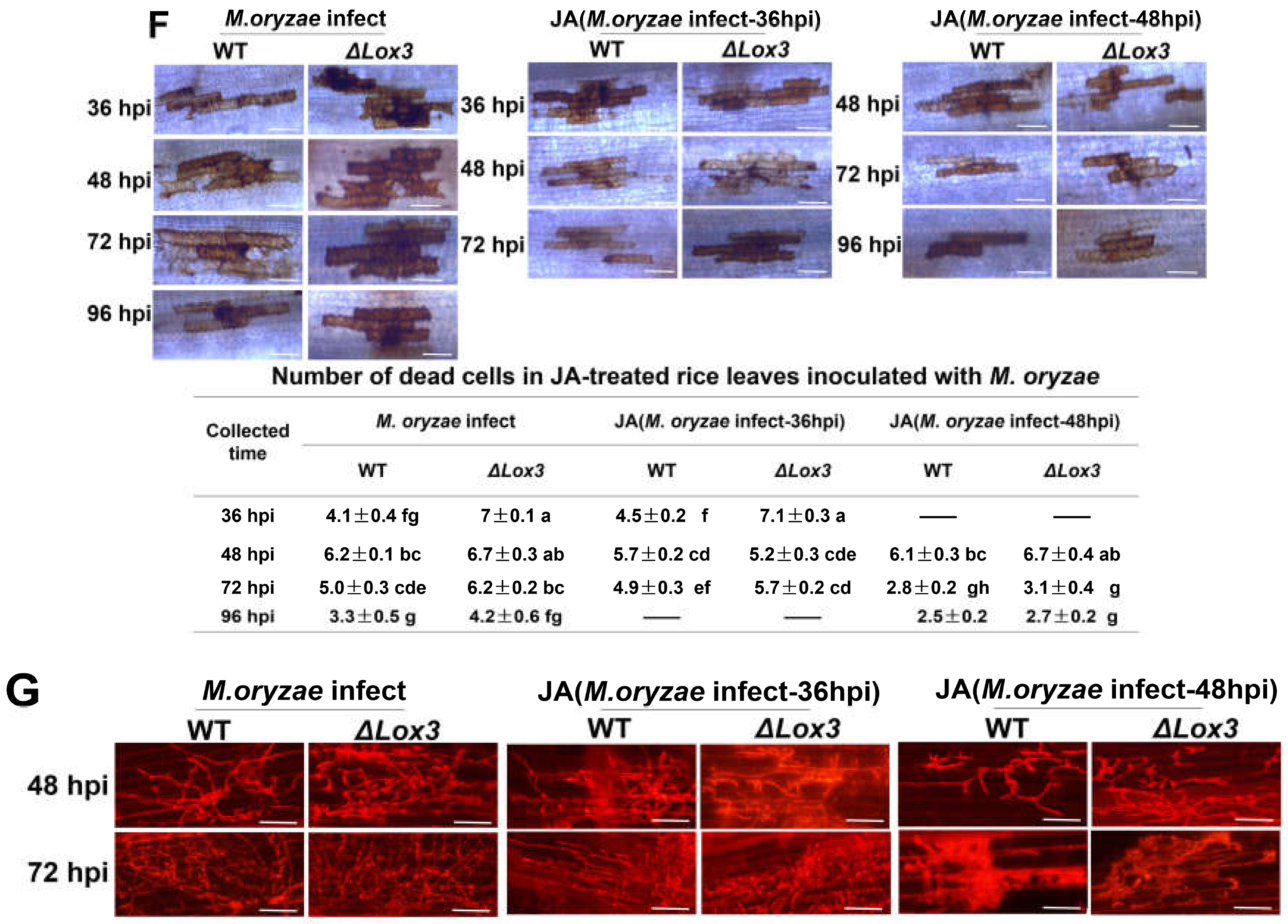 Biomolecules 13 01197 g004c Biomolecules 13 01197 g004c
