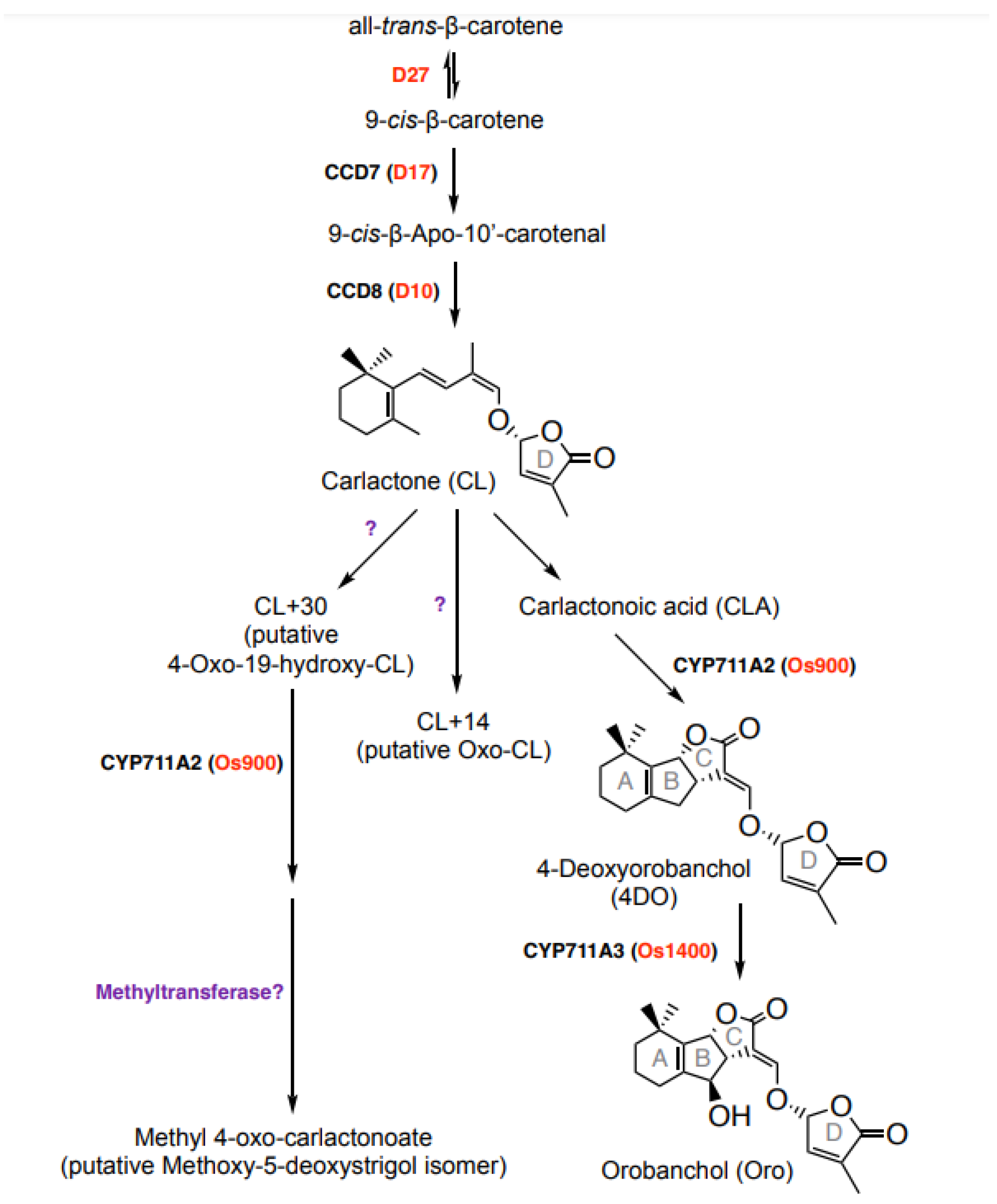 Biomolecules 13 01206 g001