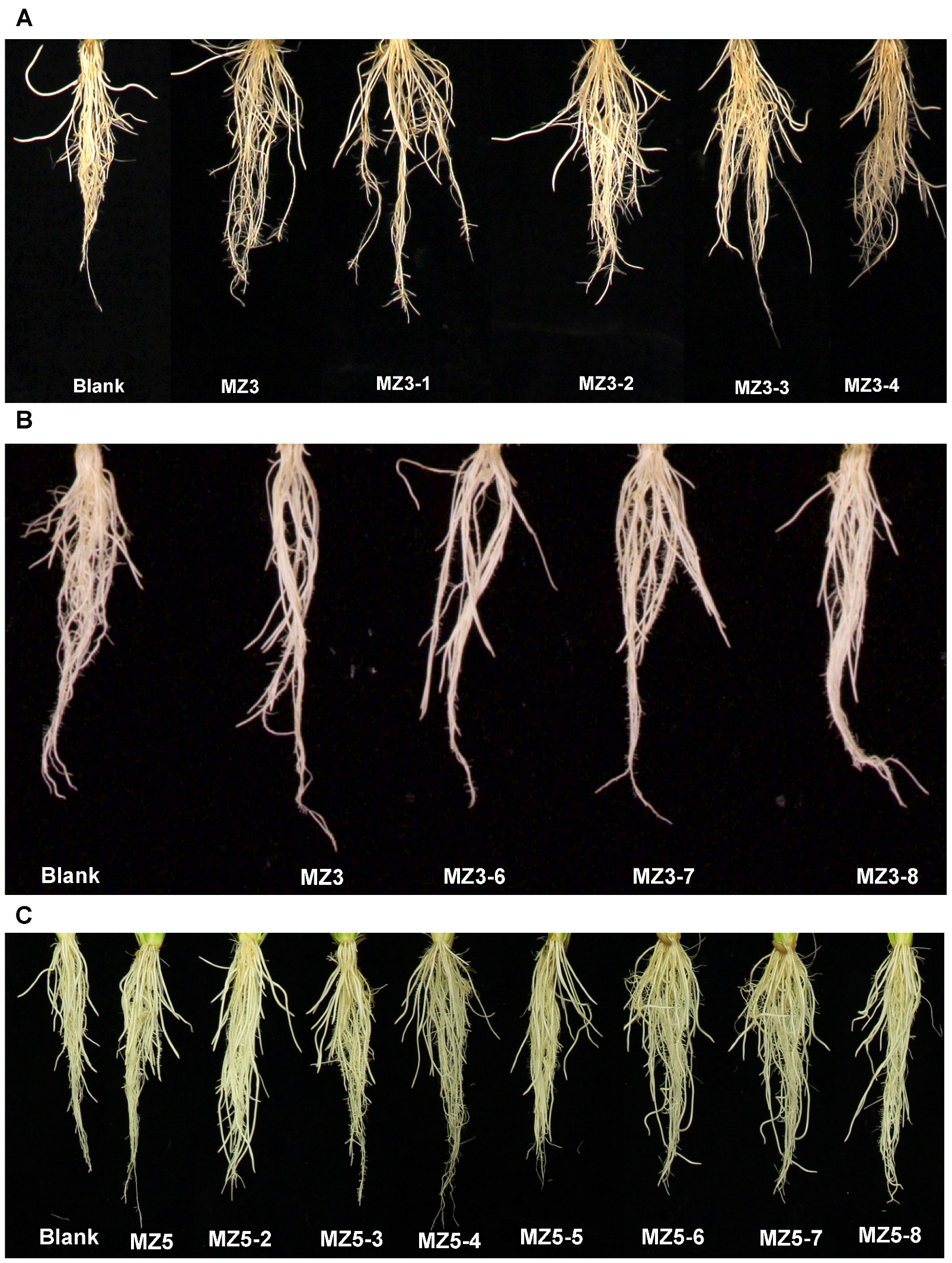 Biomolecules 13 01206 g007