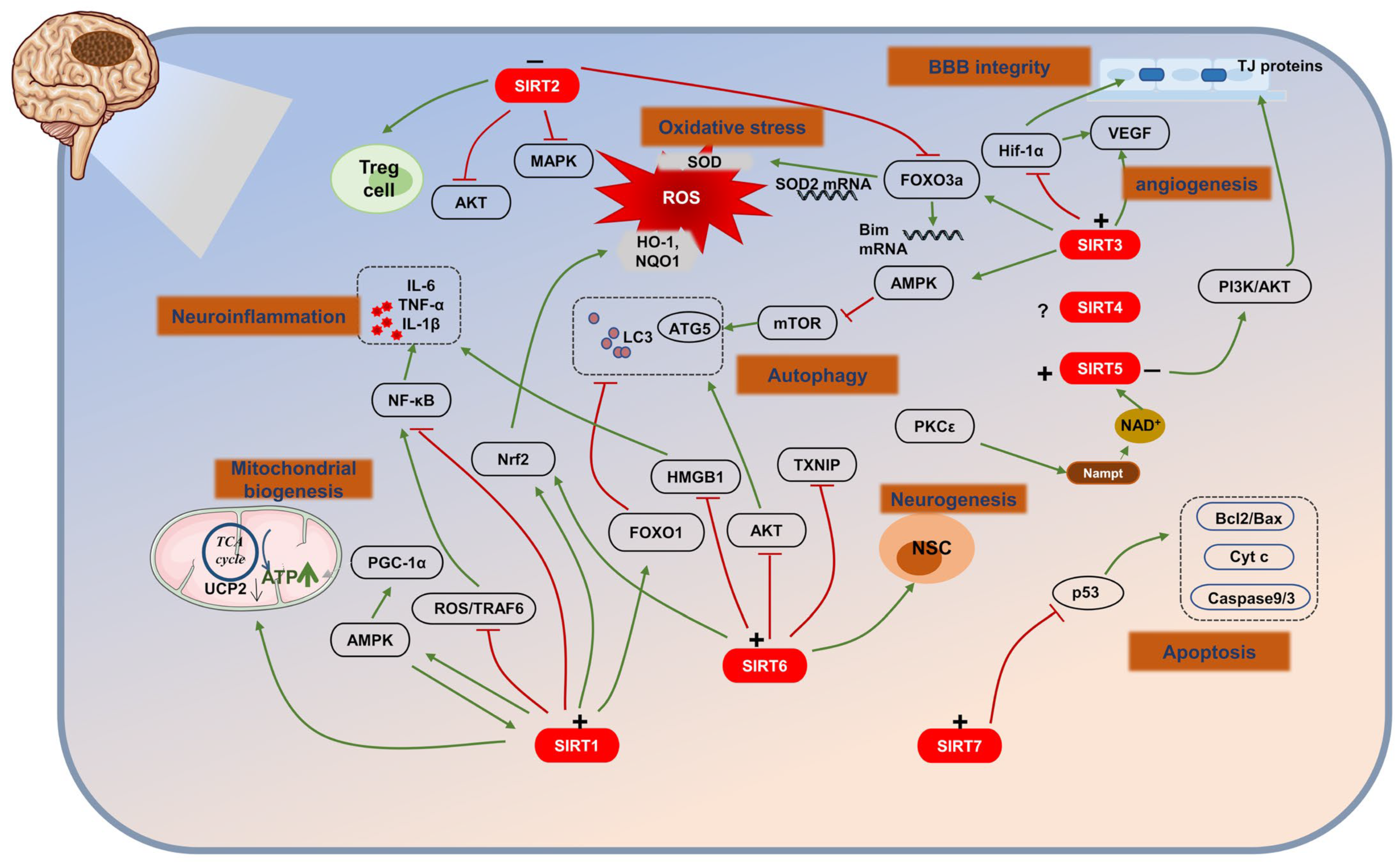 Biomolecules 13 01210 g002