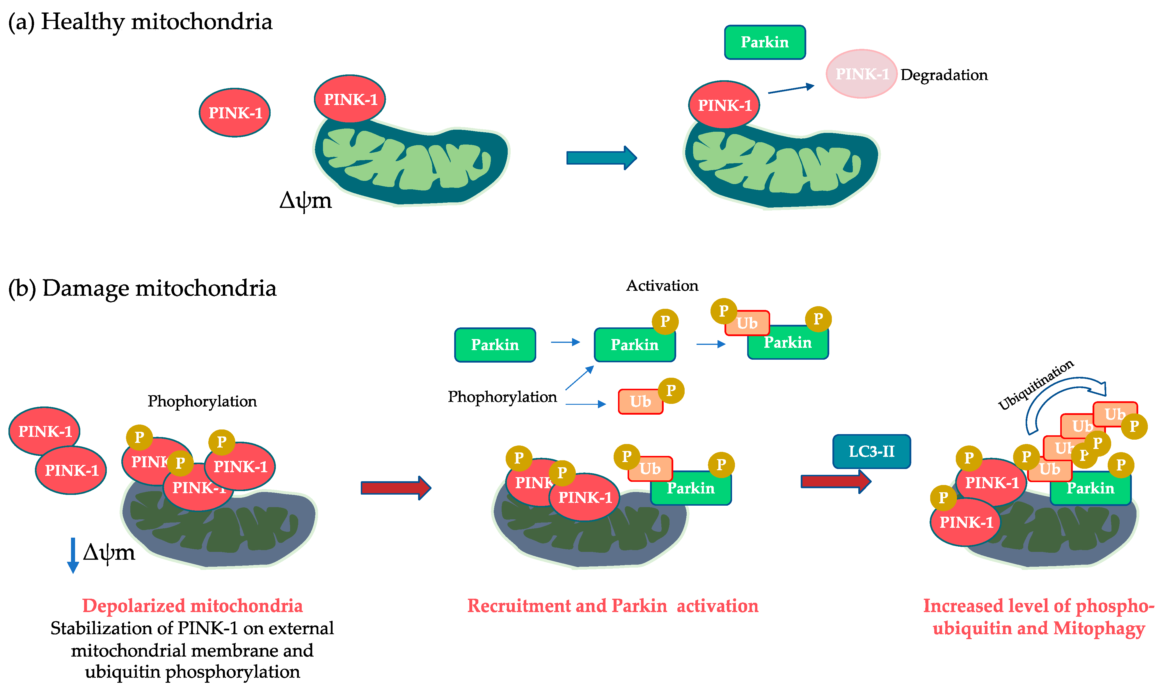 Biomolecules 13 01217 g003