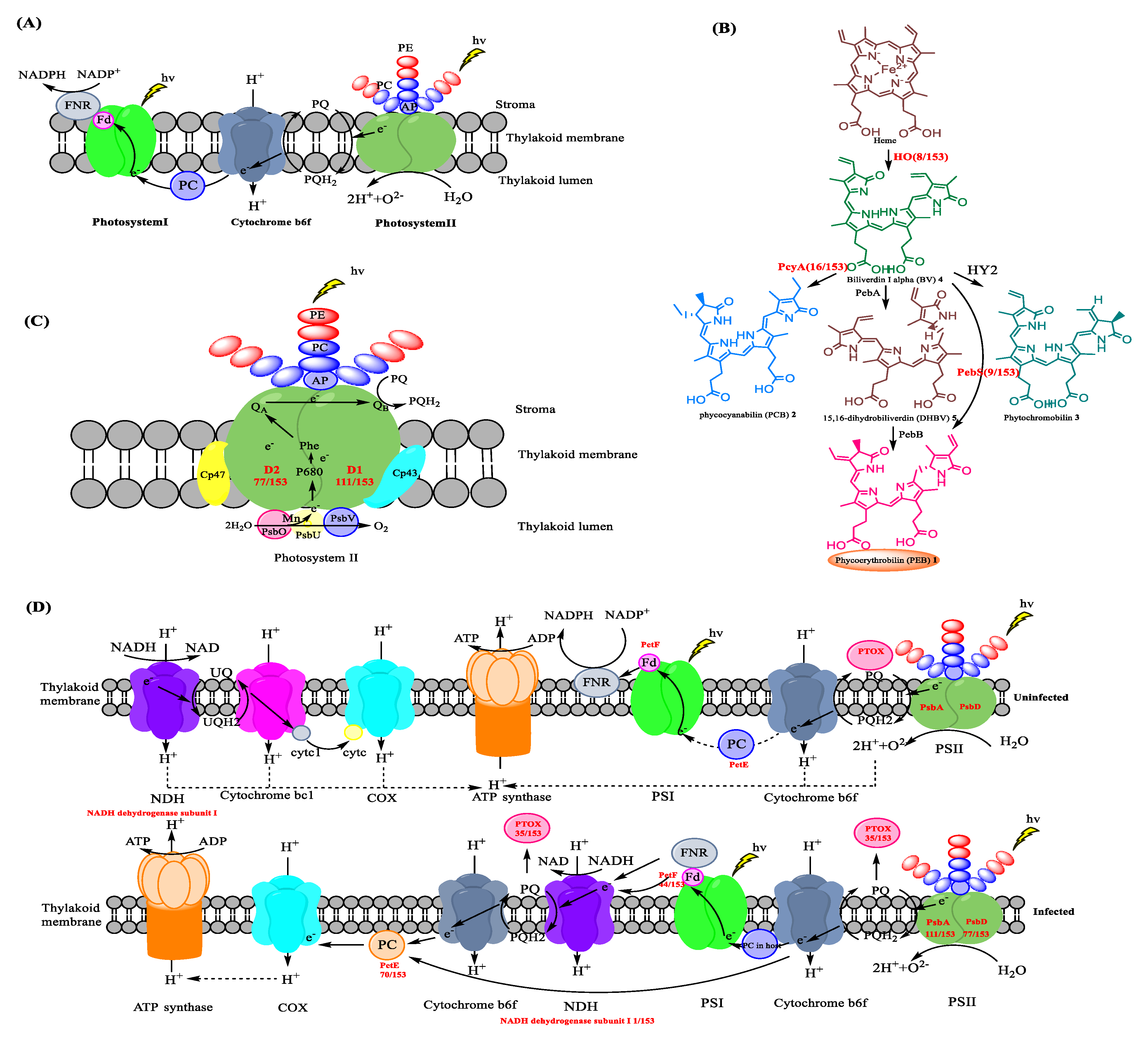 Biomolecules 13 01218 g003