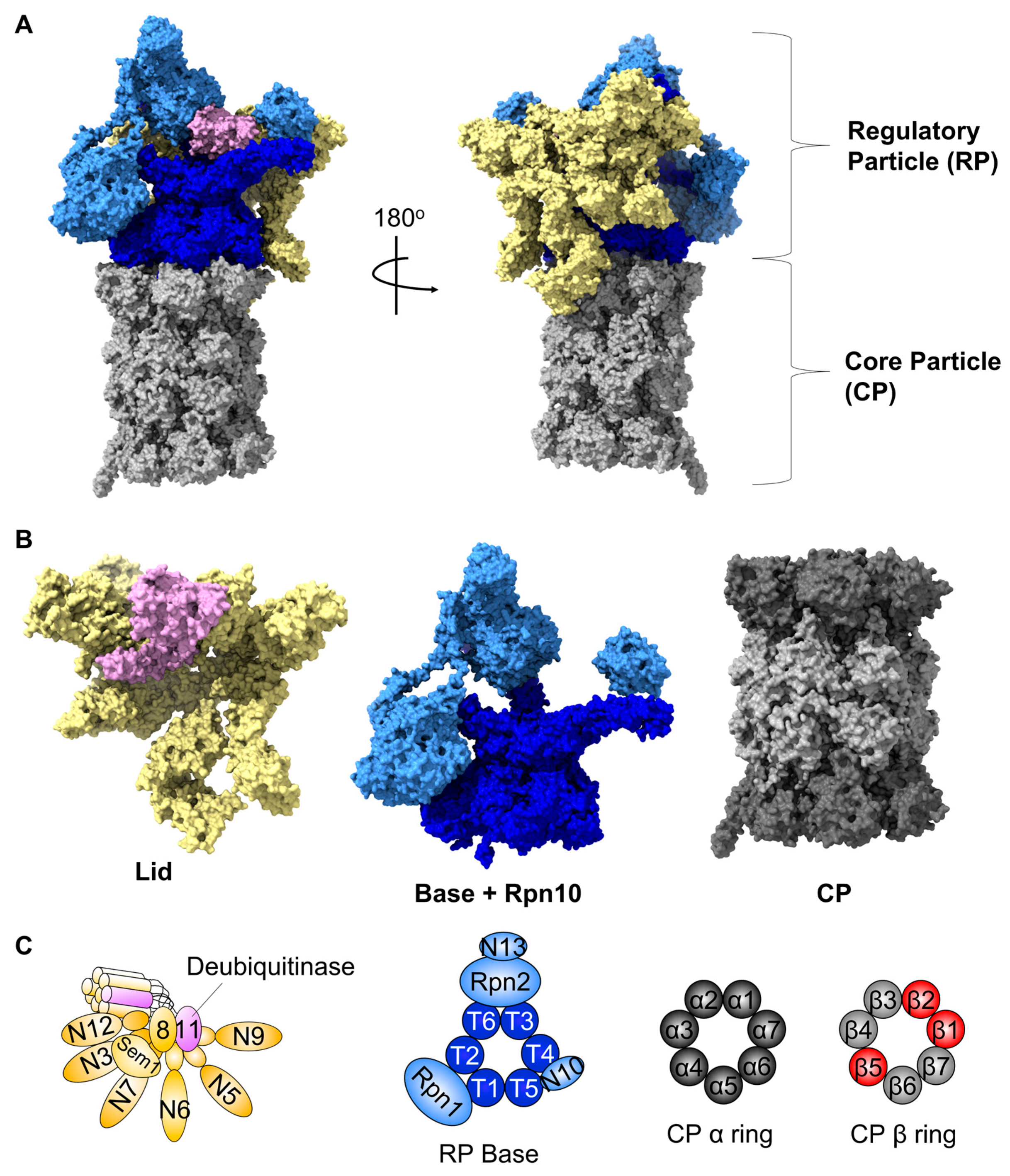 Biomolecules 13 01223 g001
