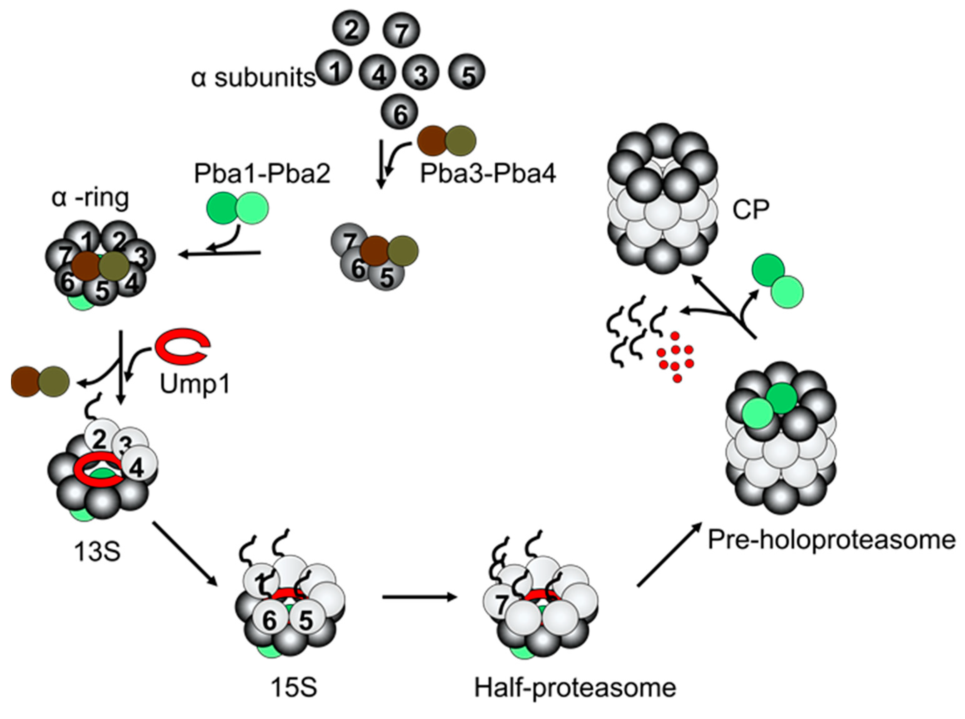 Biomolecules 13 01223 g002