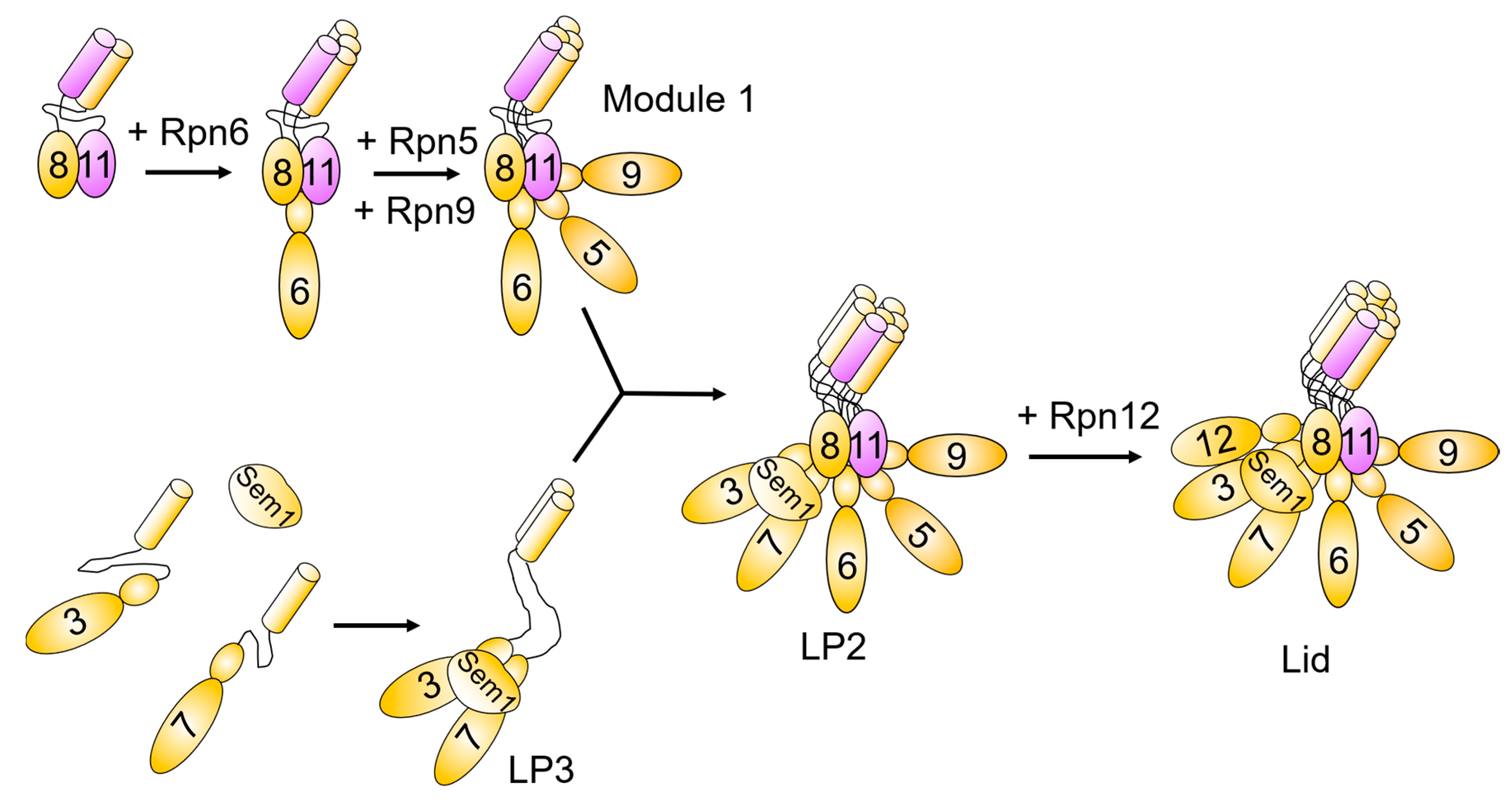 Biomolecules 13 01223 g003