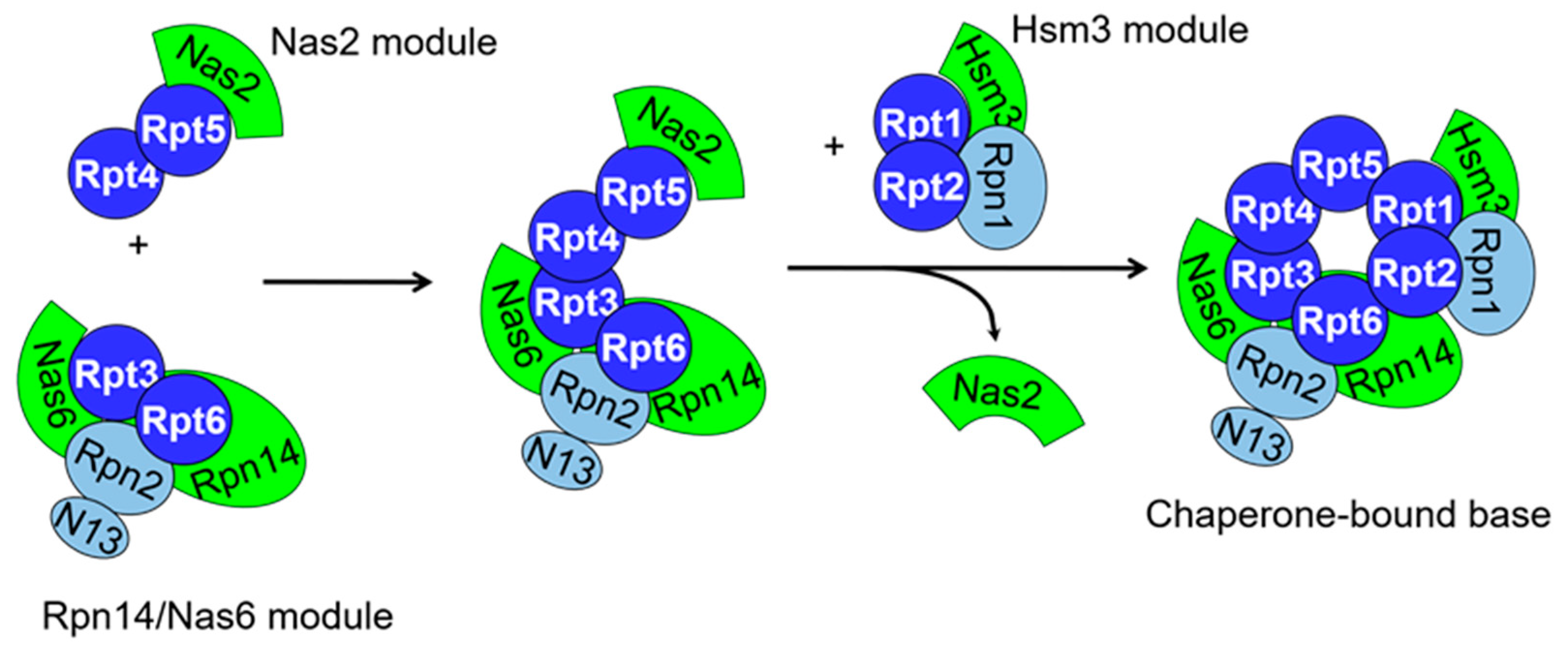 Biomolecules 13 01223 g004
