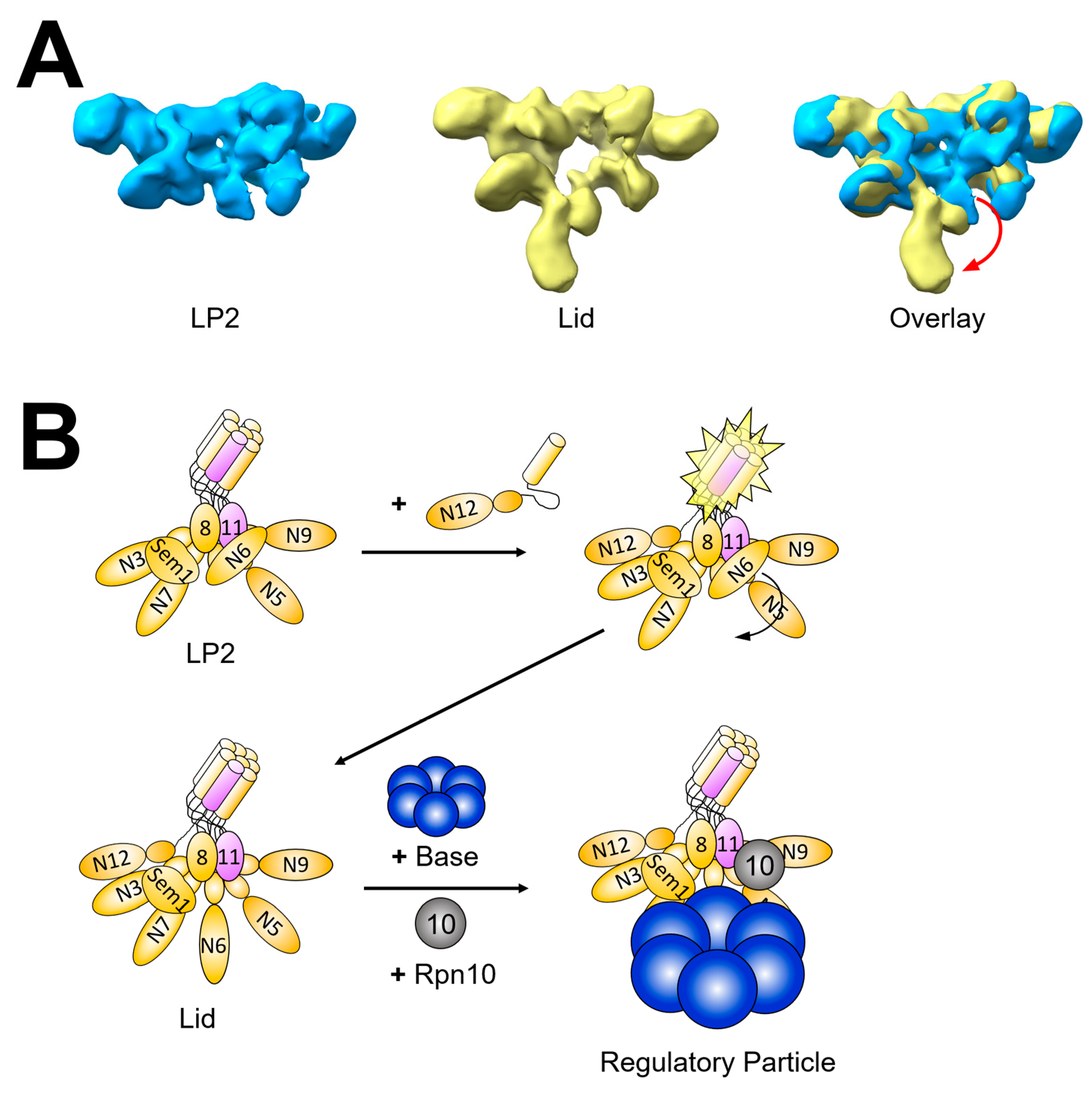 Biomolecules 13 01223 g005