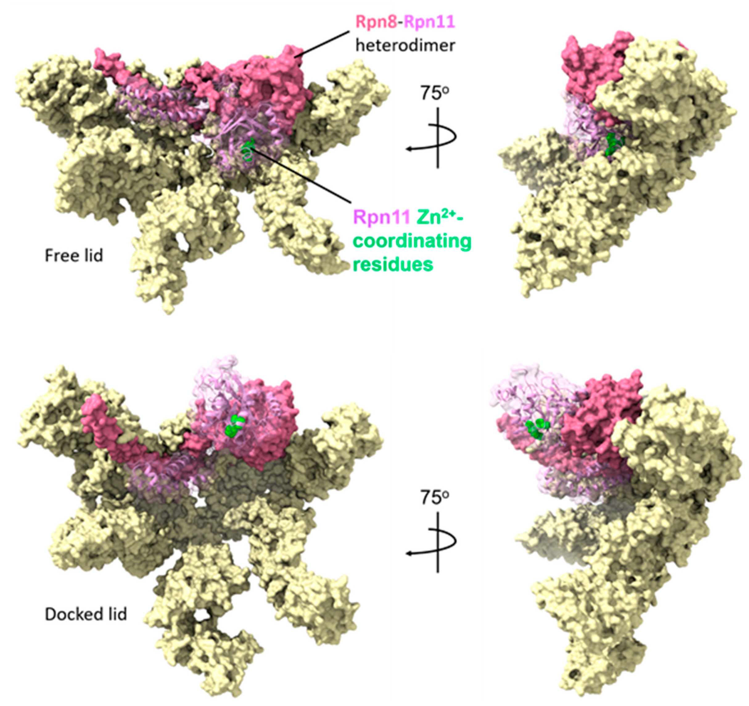 Biomolecules 13 01223 g006