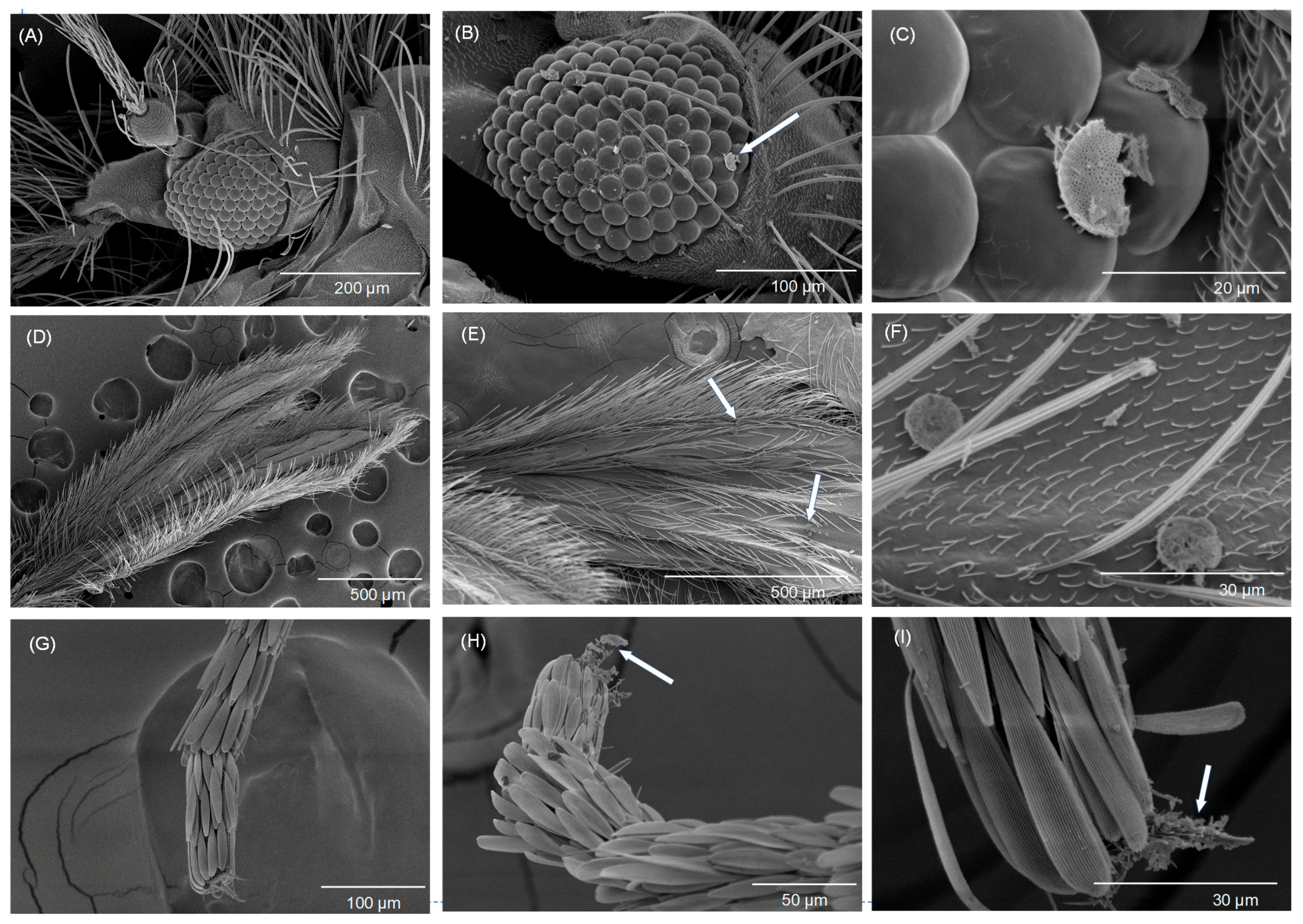 Biomolecules 13 01235 g005 Biomolecules 13 01235 g005