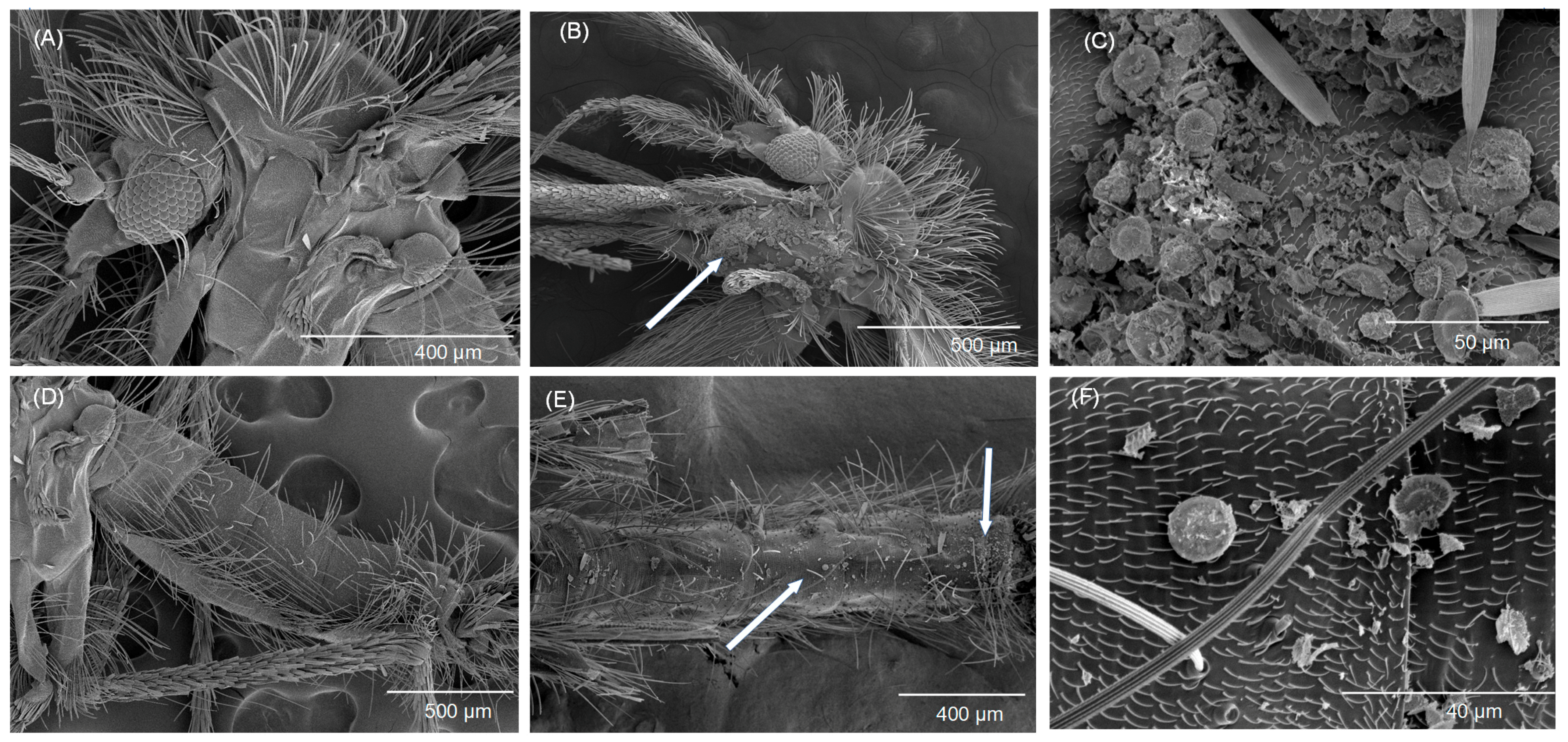 Biomolecules 13 01235 g006 Biomolecules 13 01235 g006