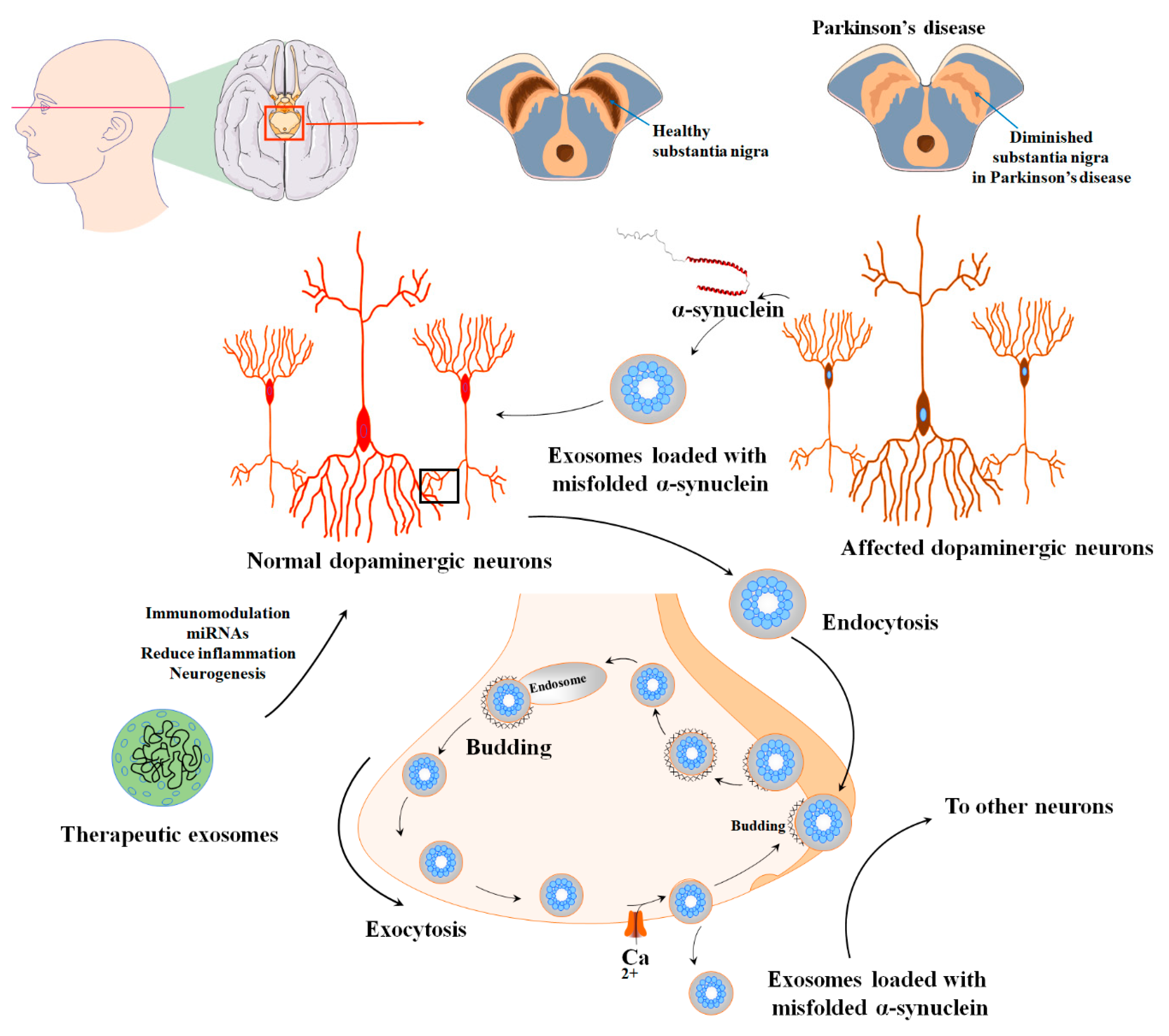 Biomolecules 13 01250 g005 Biomolecules 13 01250 g005