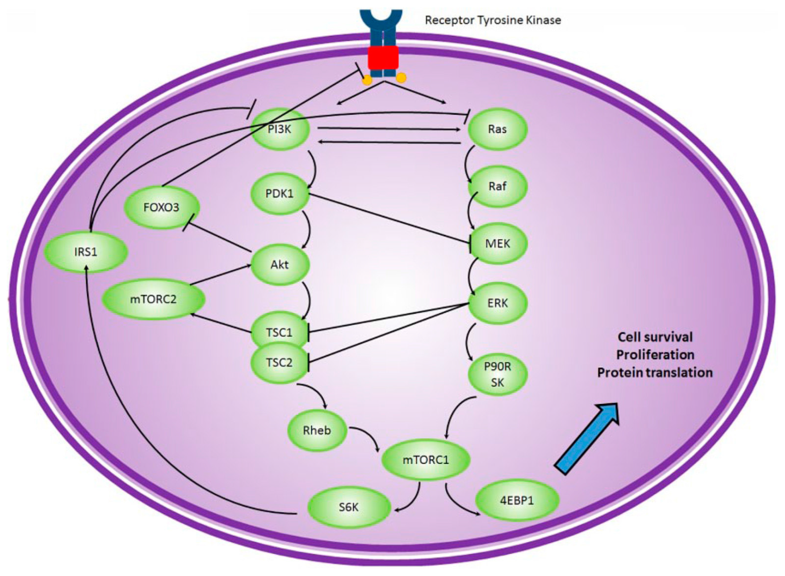 Biomolecules 13 01306 g005