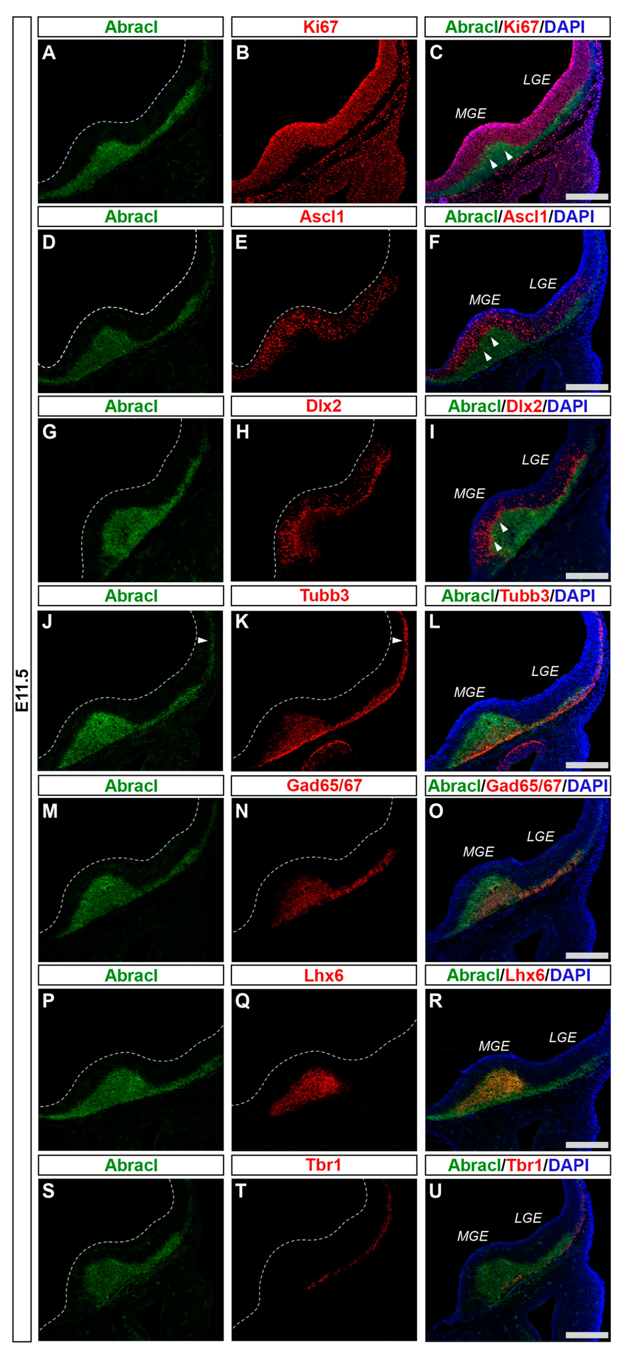 Biomolecules 13 01337 g001 Biomolecules 13 01337 g001